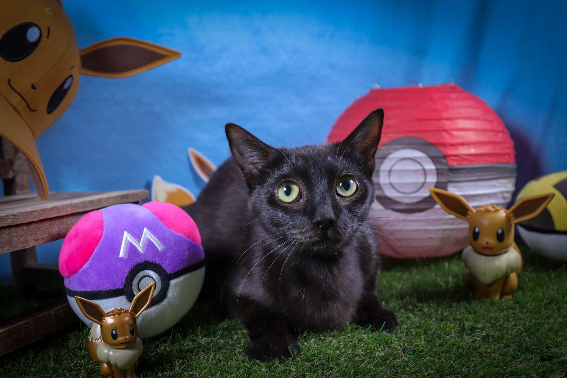 Eevee (F-DSH-Black/Mom)