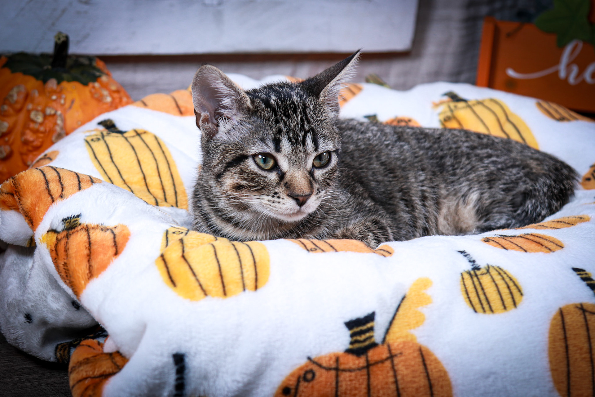 Newo (M-DSH-Tabby)