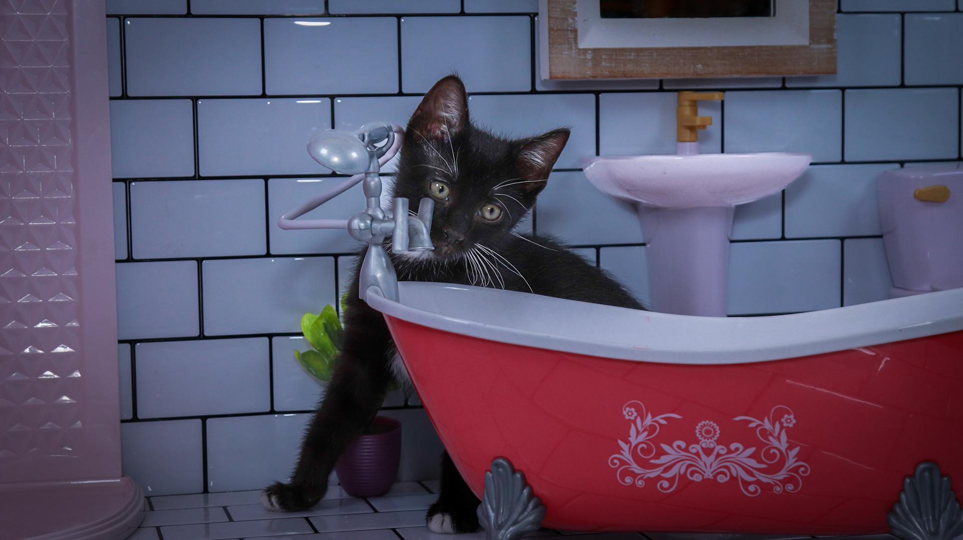 Noodle (M-DSH-Black/White/Tuxie)