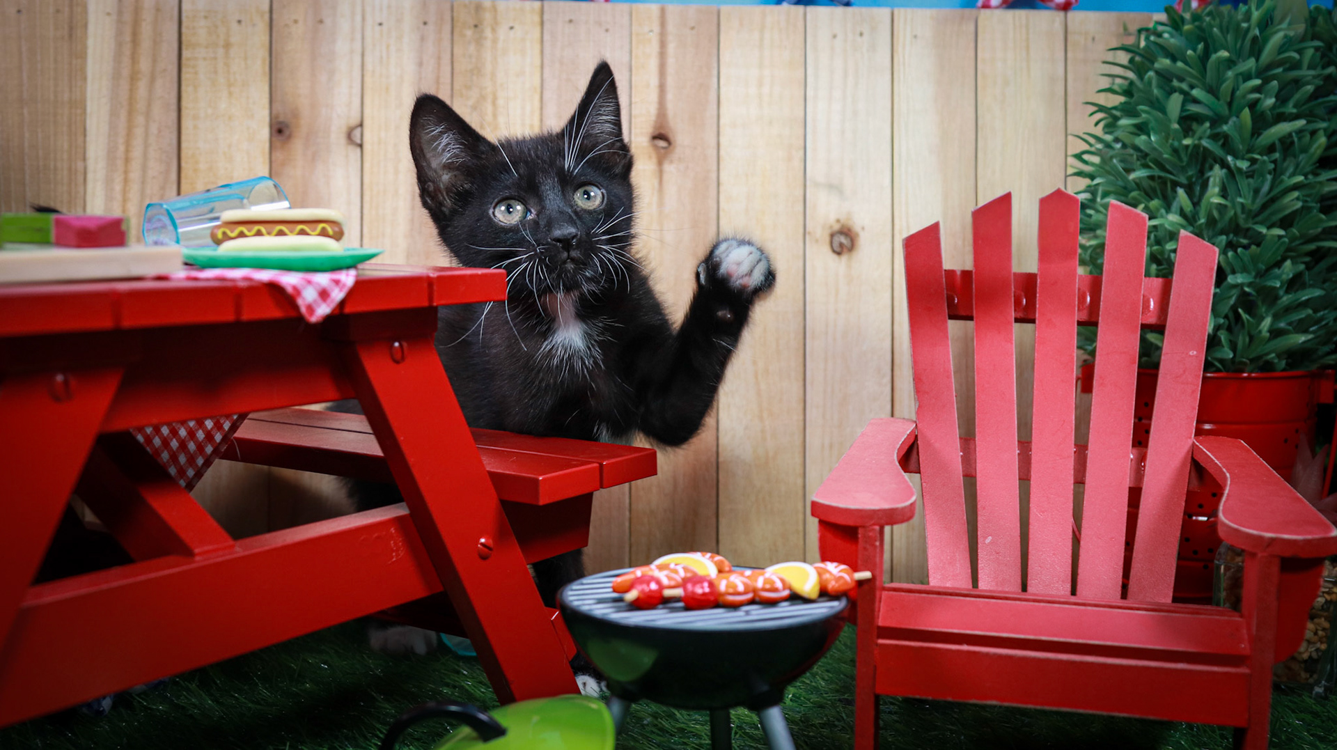 Davy Jones (M-DSH-Black/White/Tuxie)