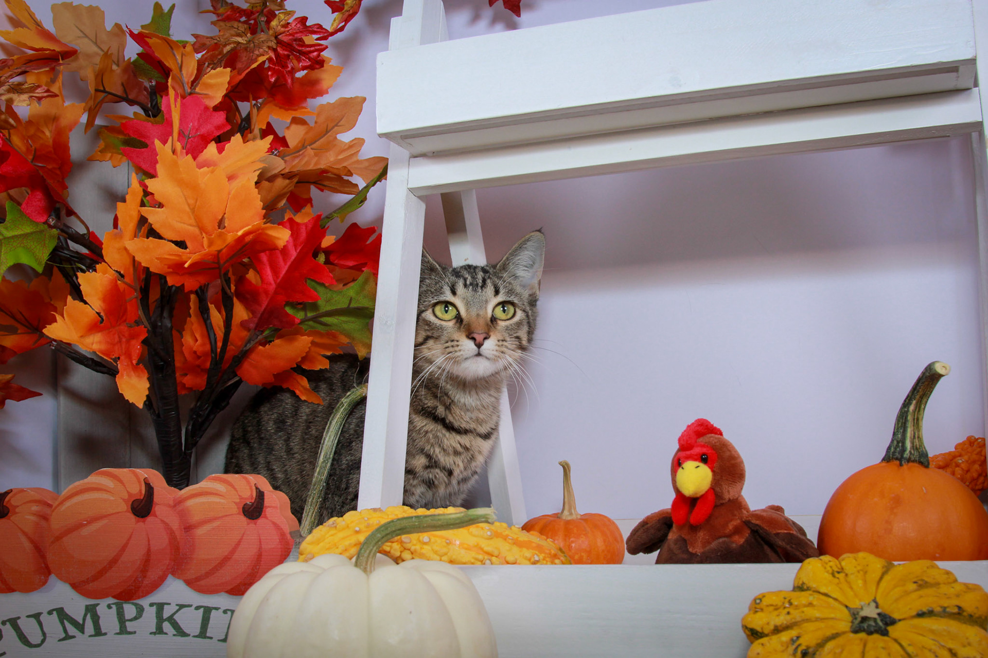 Wren (F-DSH-Tabby)