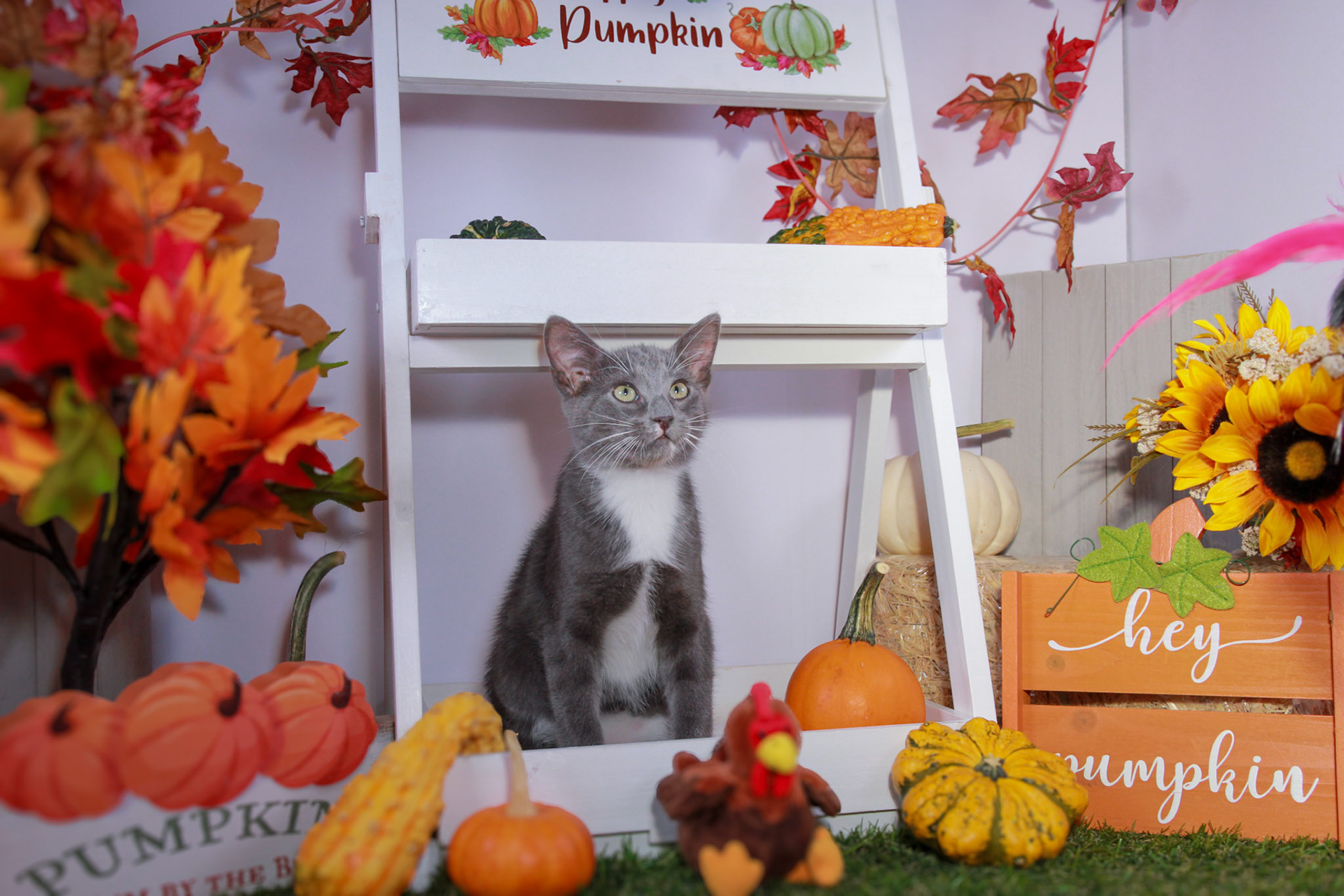 Nimbus (M-DSH-Grey/White/Tuxie)