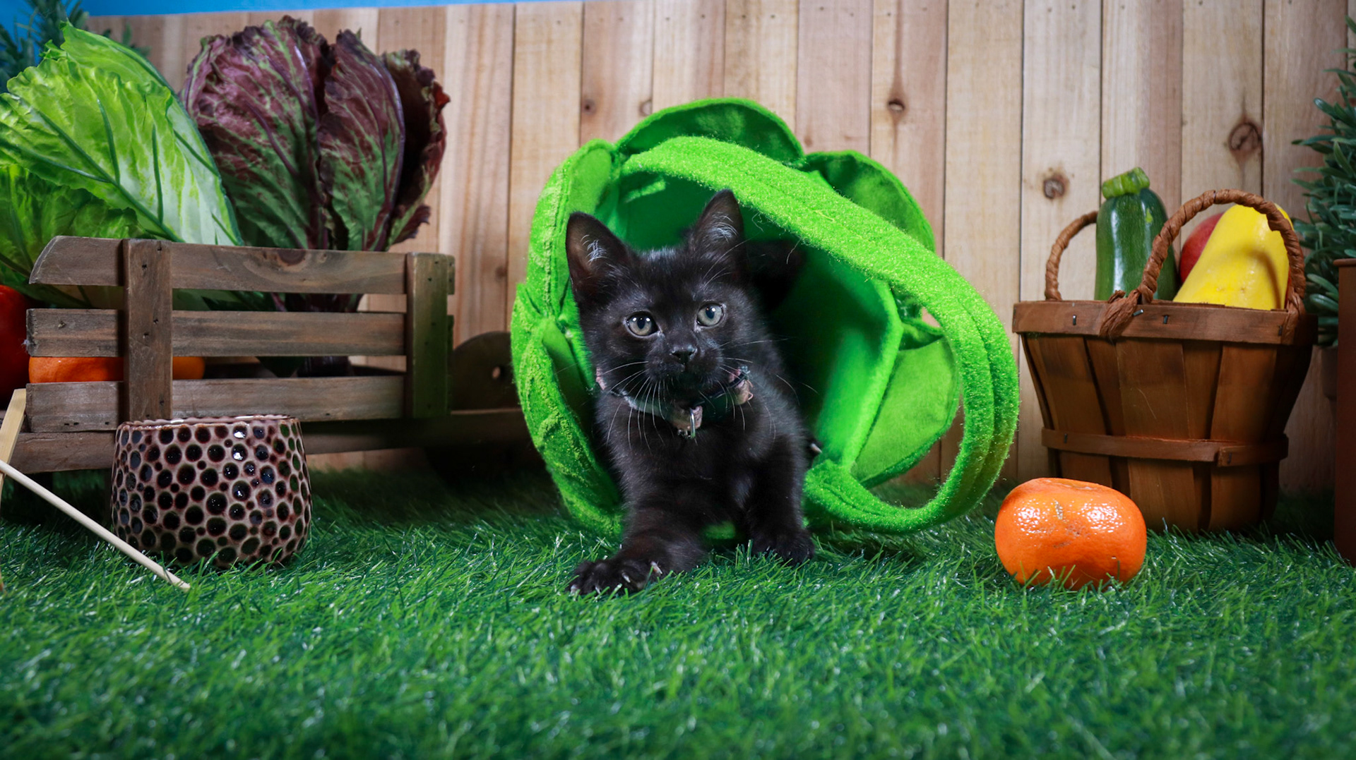 Otter (F-DSH-Black)