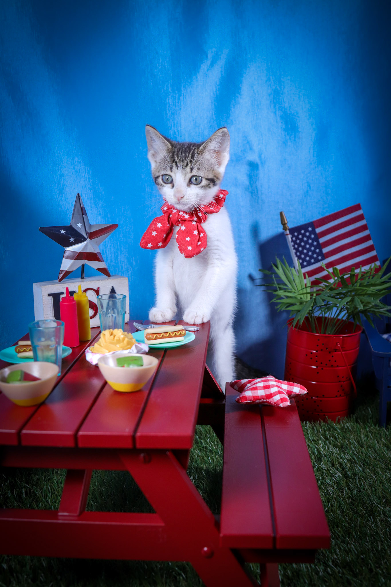 Dot (F-DSH-Tabby/White)