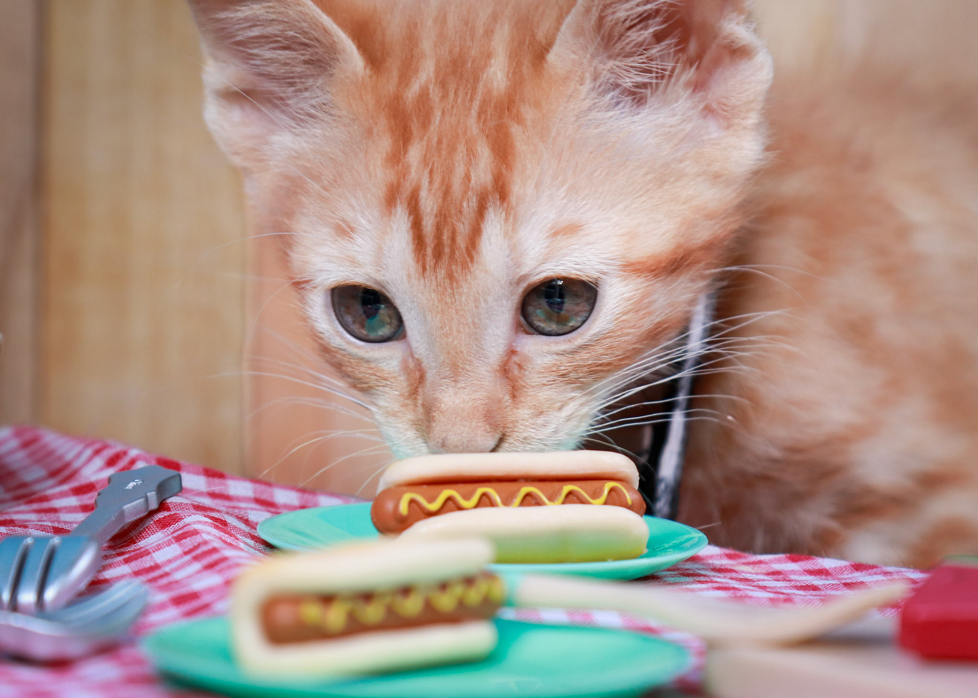 Tator Tot(M-DSH-Ginger)