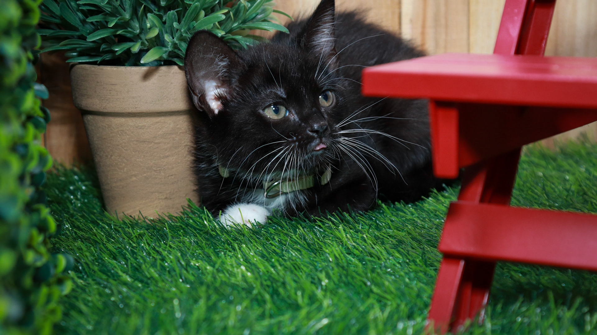 Obsidian (F-DSH-Black/White/Tuxie)