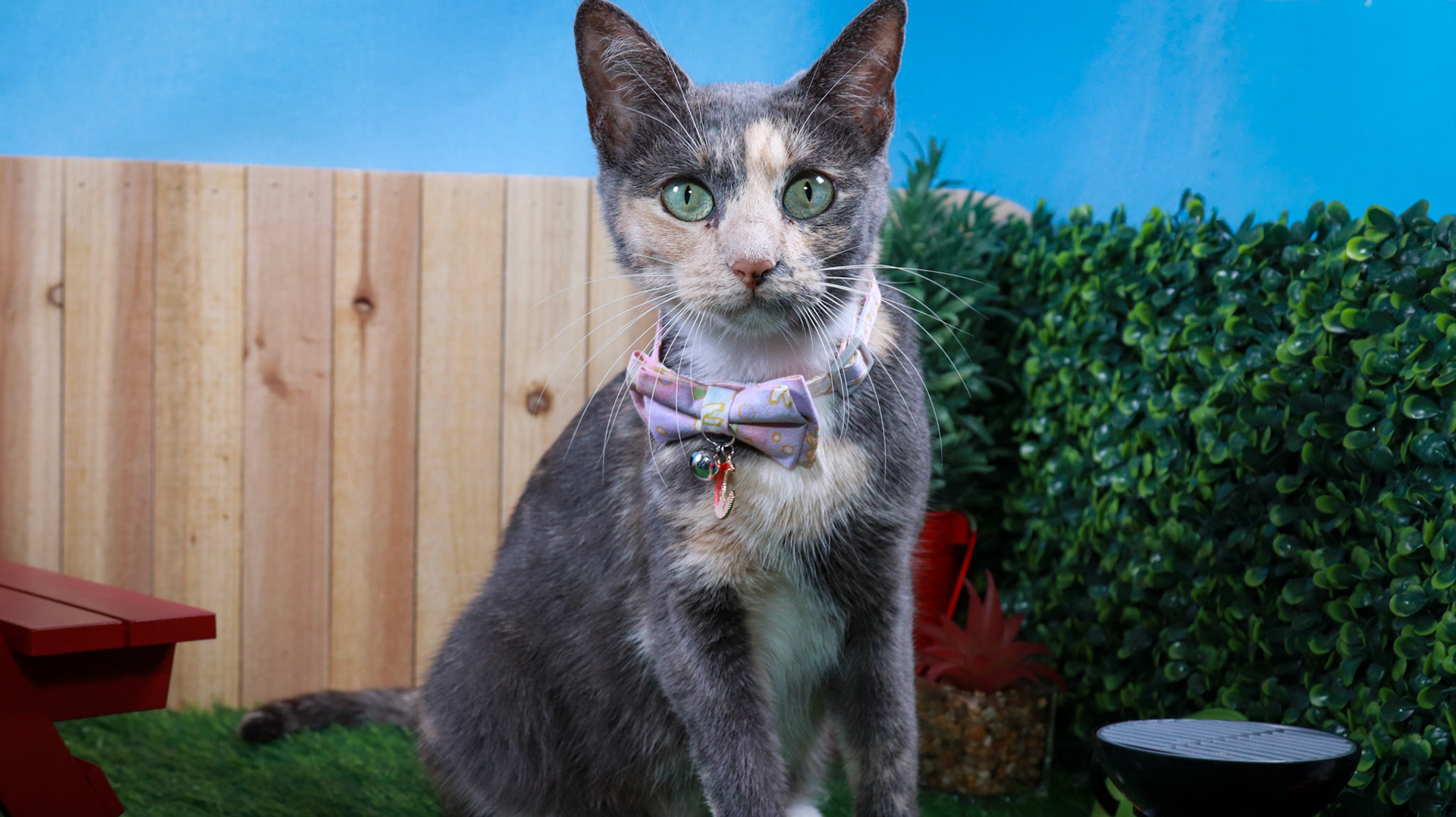 Opal (F-DSH-Dilute/Calico)