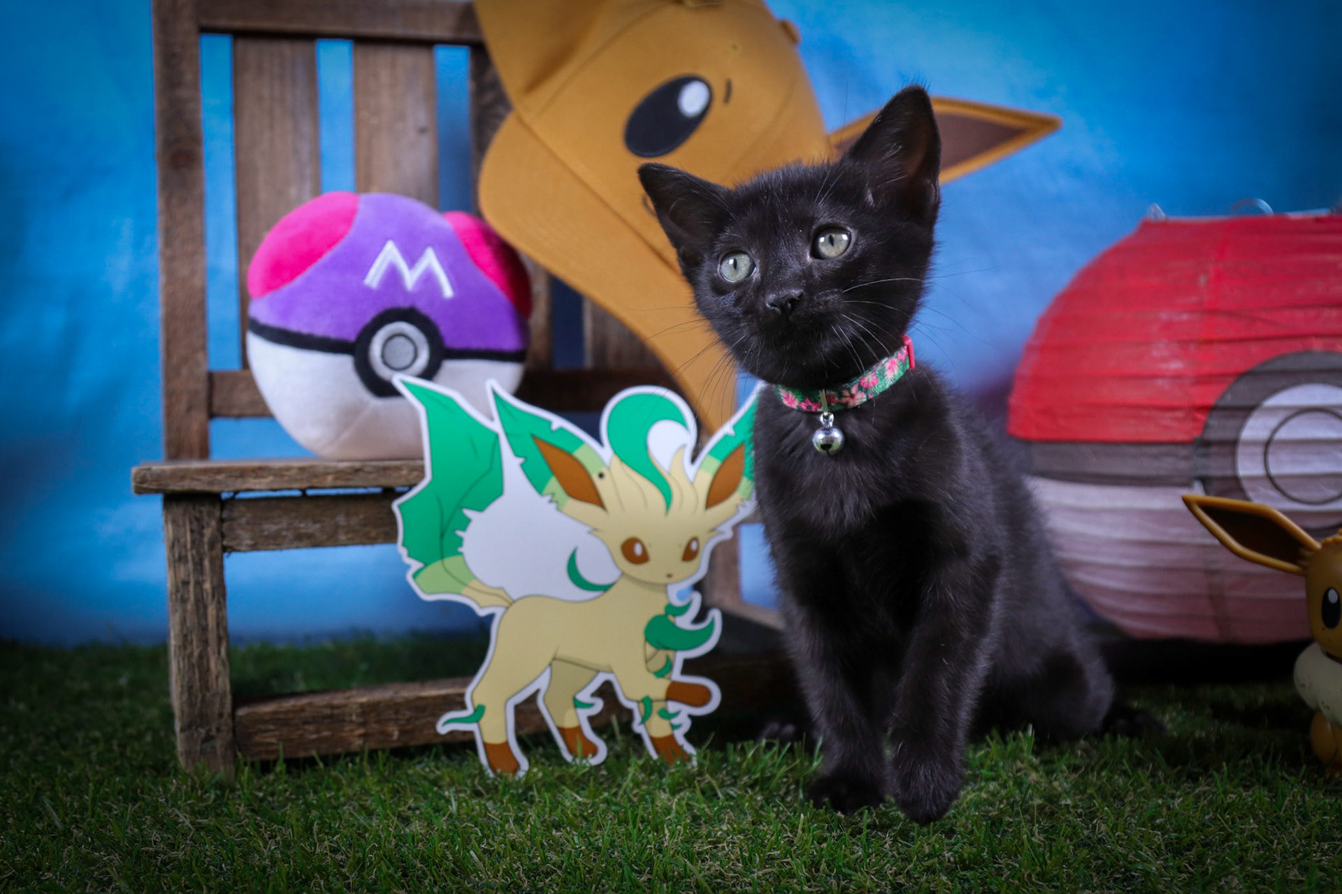 Leafeon (F-DSH-Black)