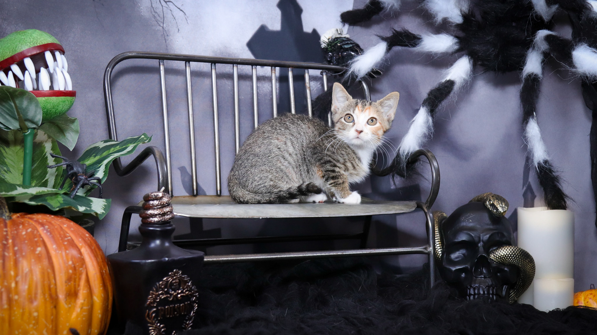 Athena (F-DSH-Tabico)