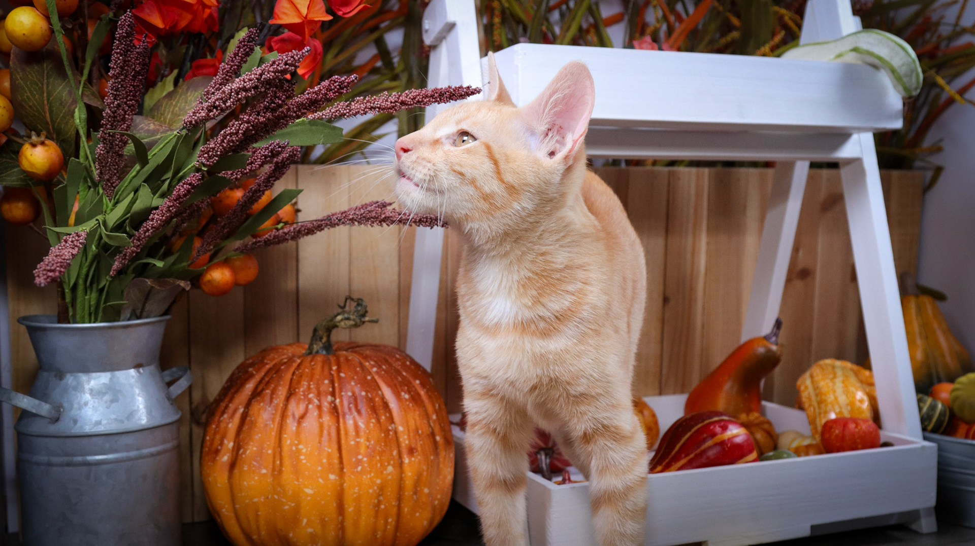 Rusty (M-DSH-Orange/White)