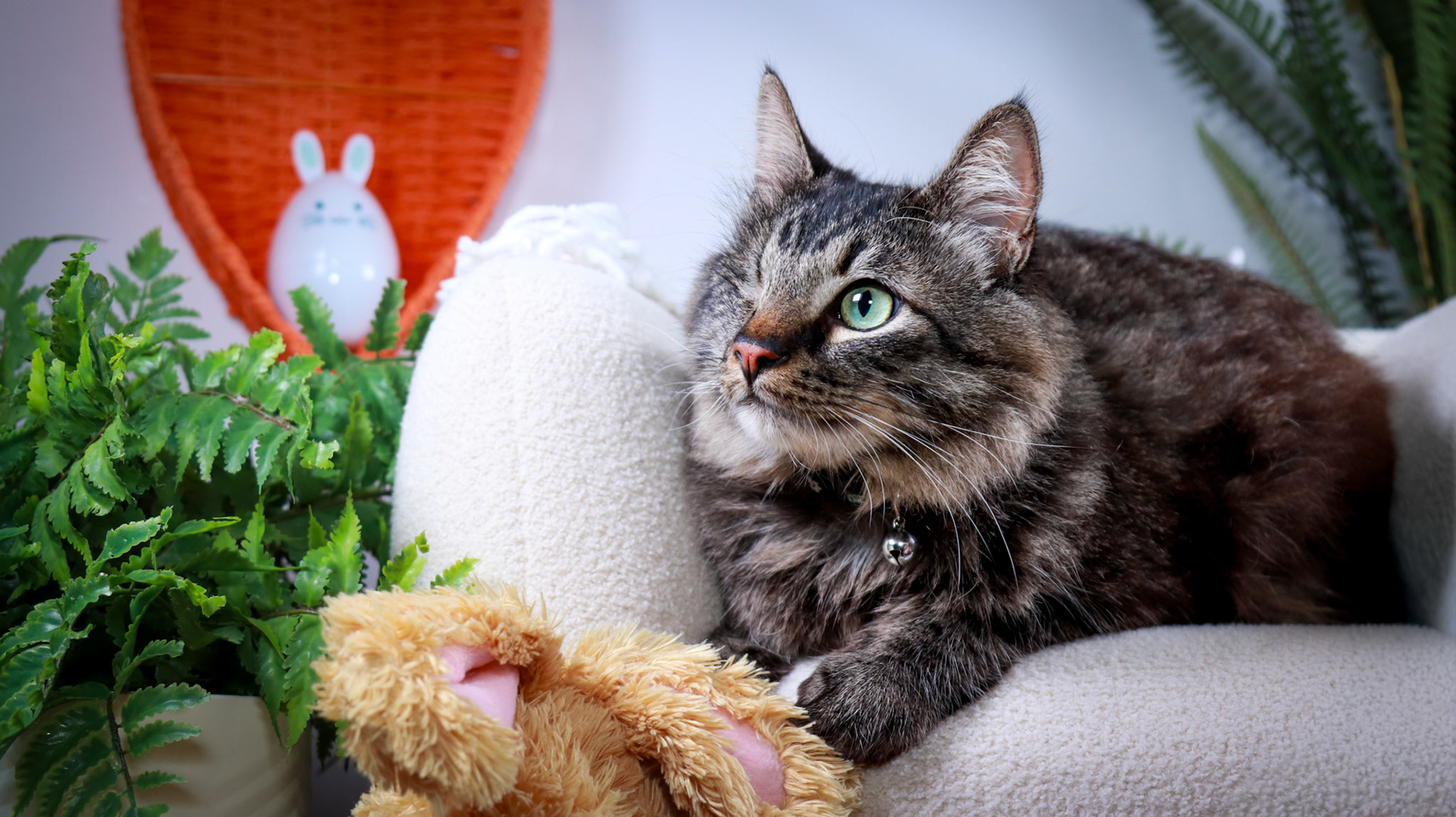 Bucky (M-DMH-Tabby)