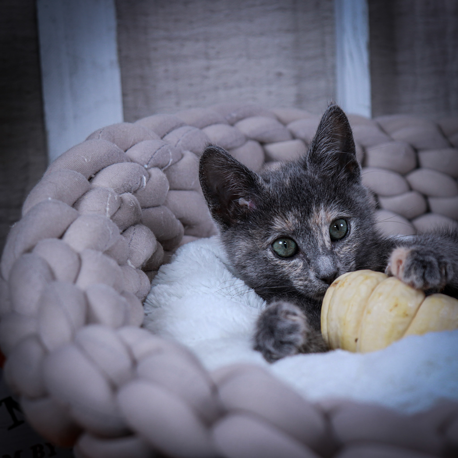 Chloe (F-DSH-Dilute/Torbie)