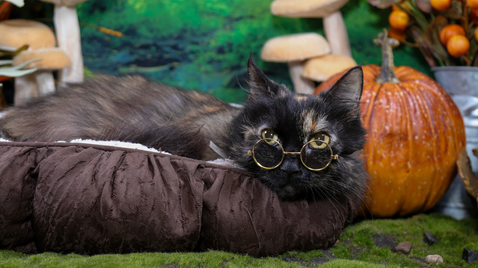 Mochi (F-DLH-Tortie)