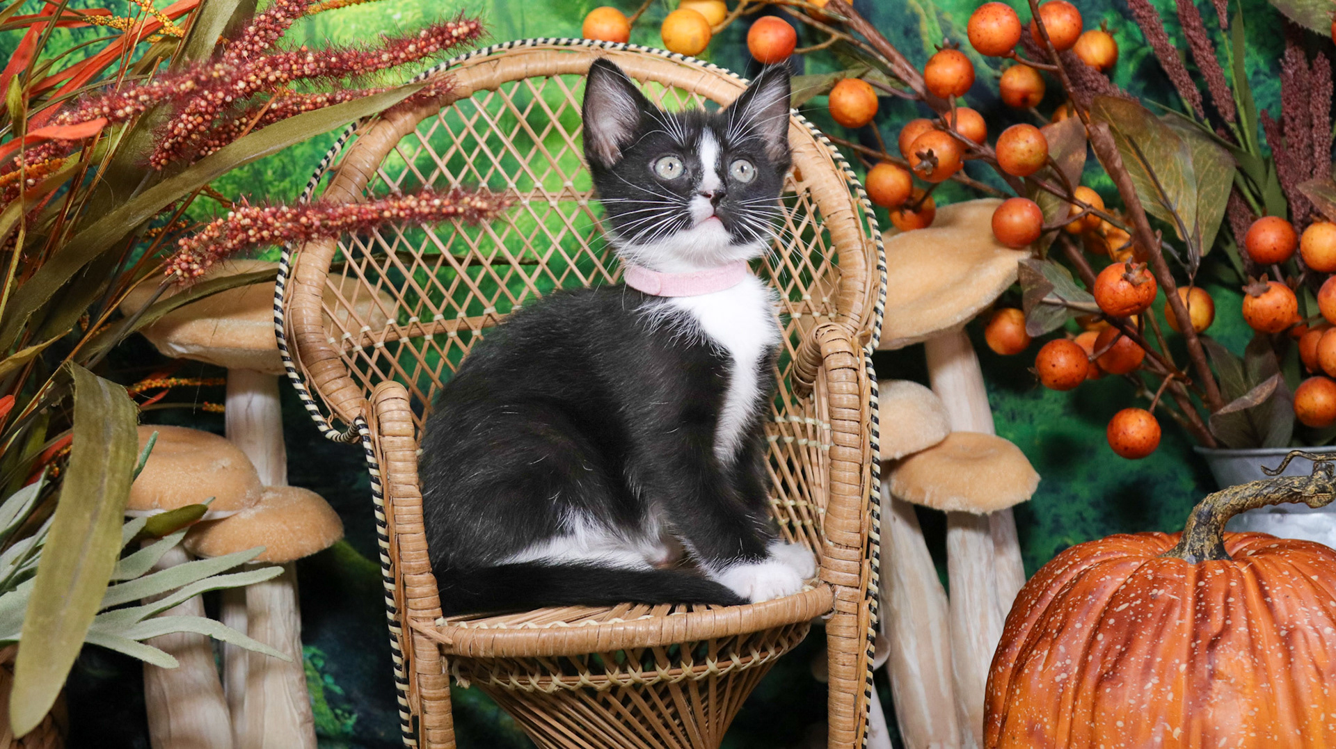 Magnolia (F-DSH-Black/White/Tuxie)