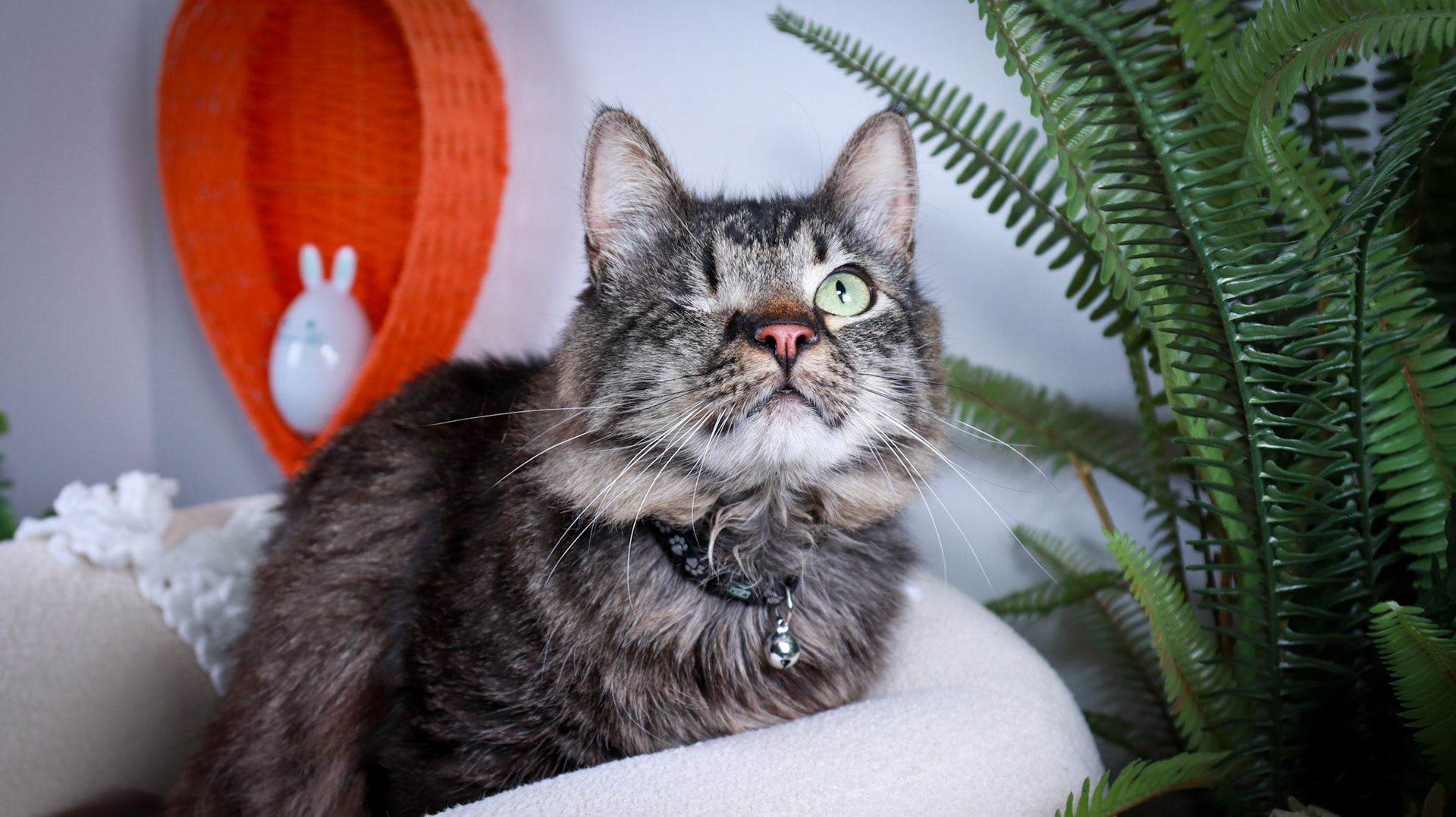 Bucky (M-DMH-Tabby)