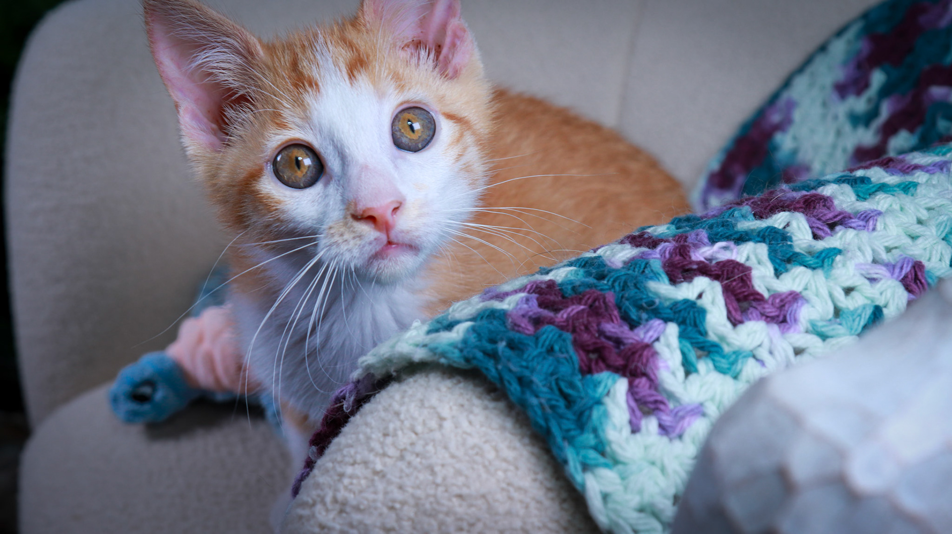 Pickles (M-DSH-Ginger/White/Tuxie)