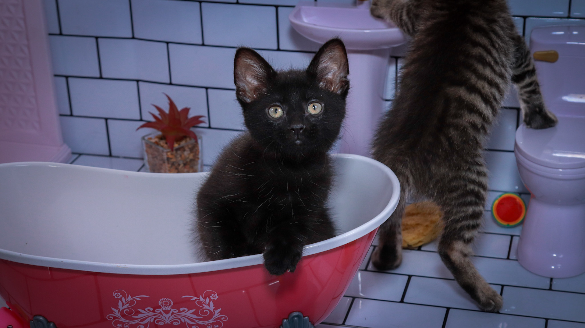 Ike (M-DSH-Black), Maggie (F-DSH-Tabby)