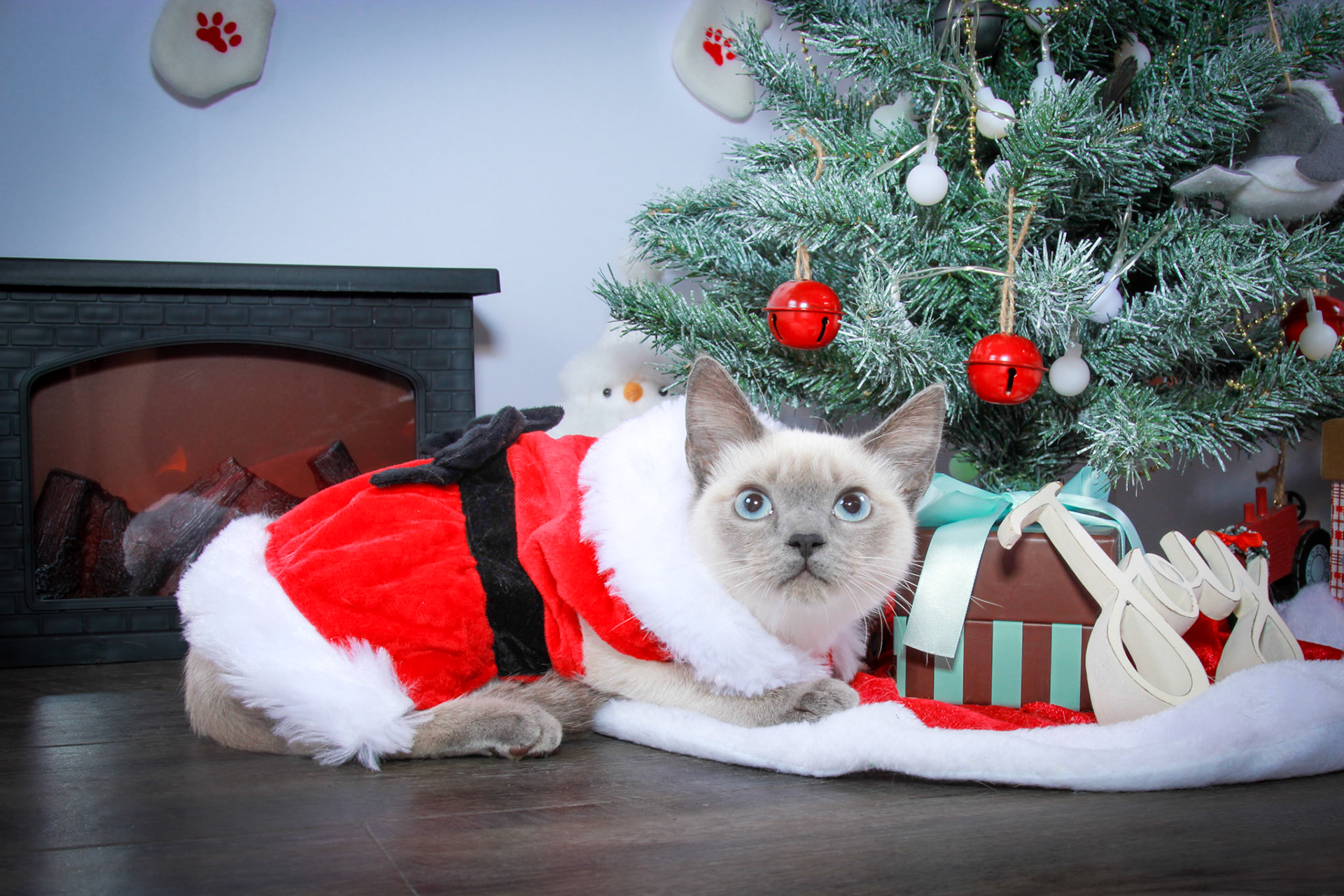 Grit (F-DSH-Seal Point Siamese)