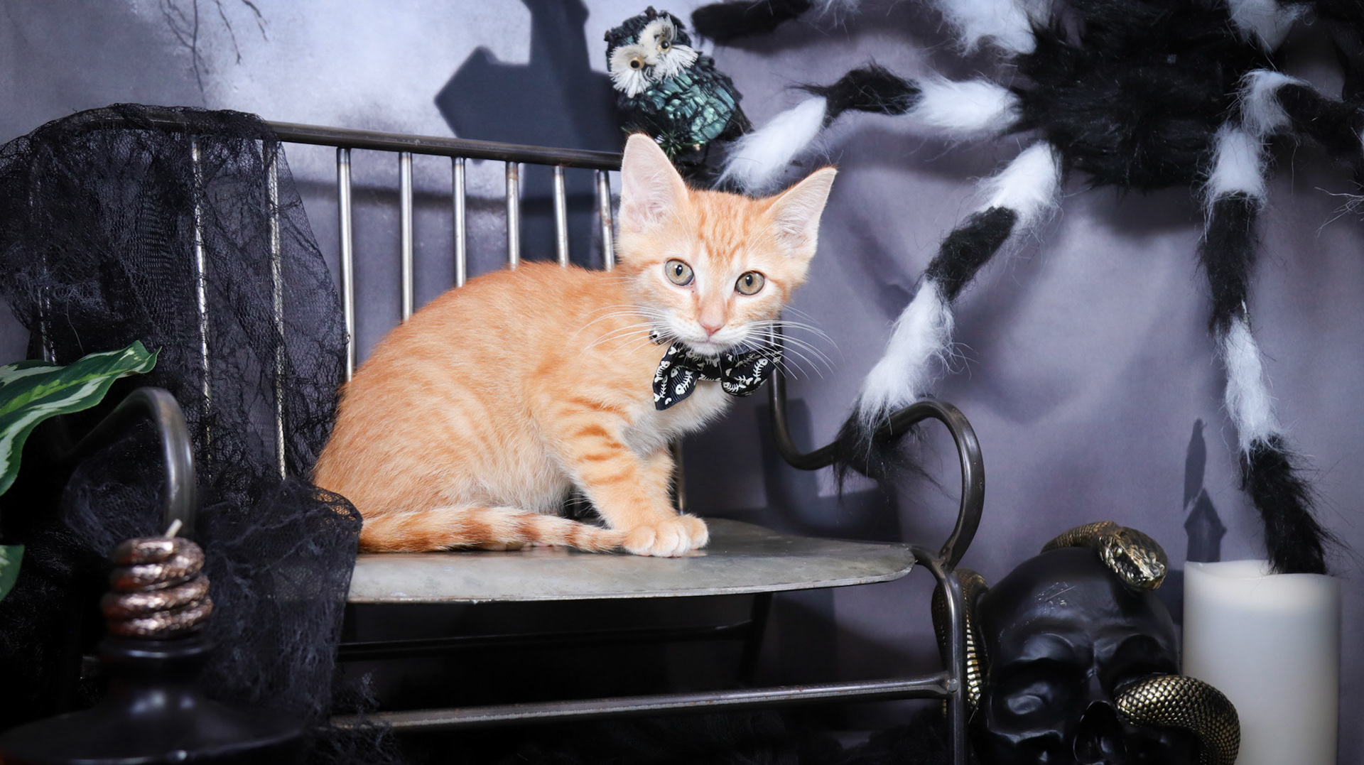 Arlo (M-DSH-Ginger)