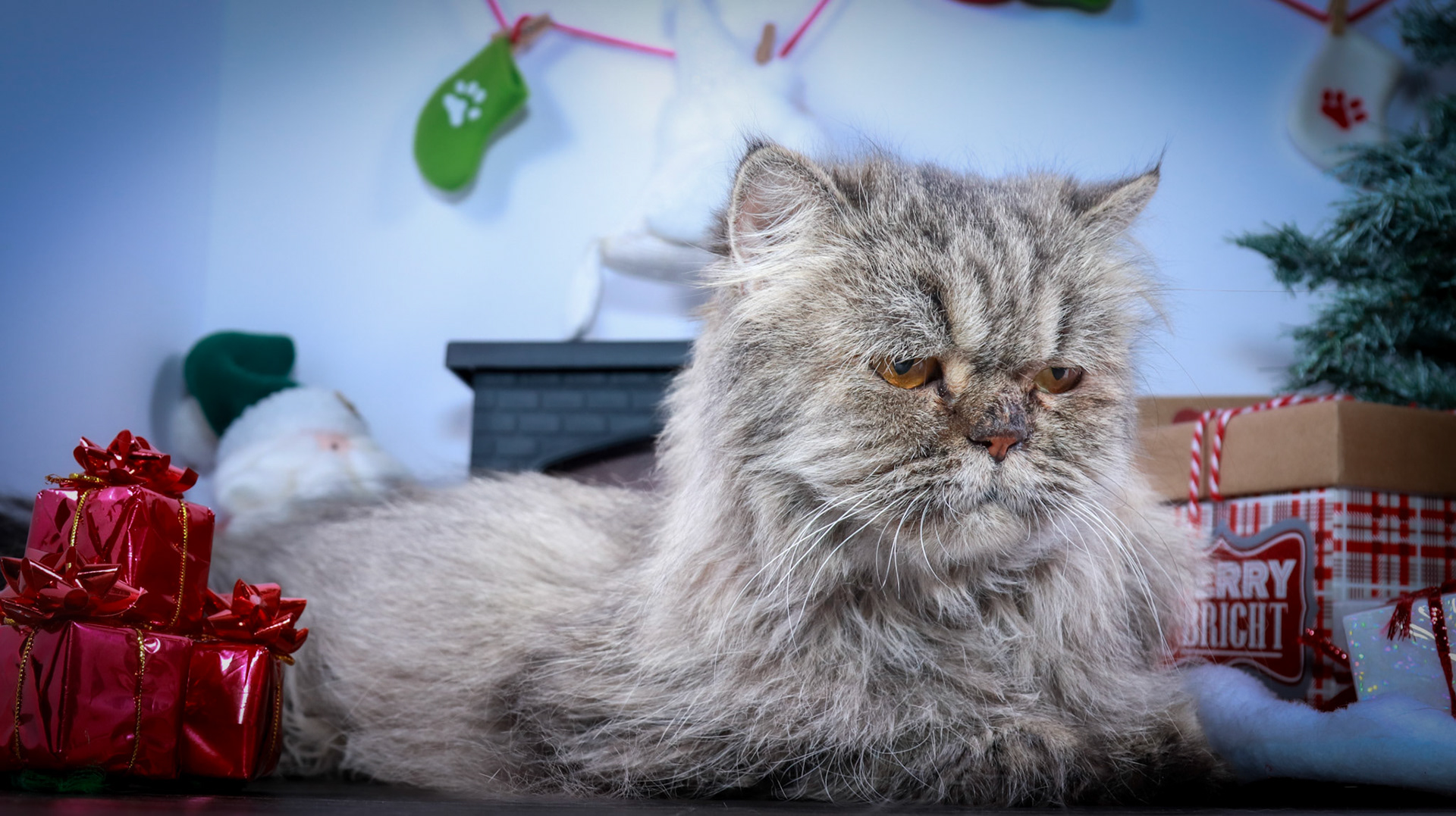 Petunia (F-DLH-Persian)