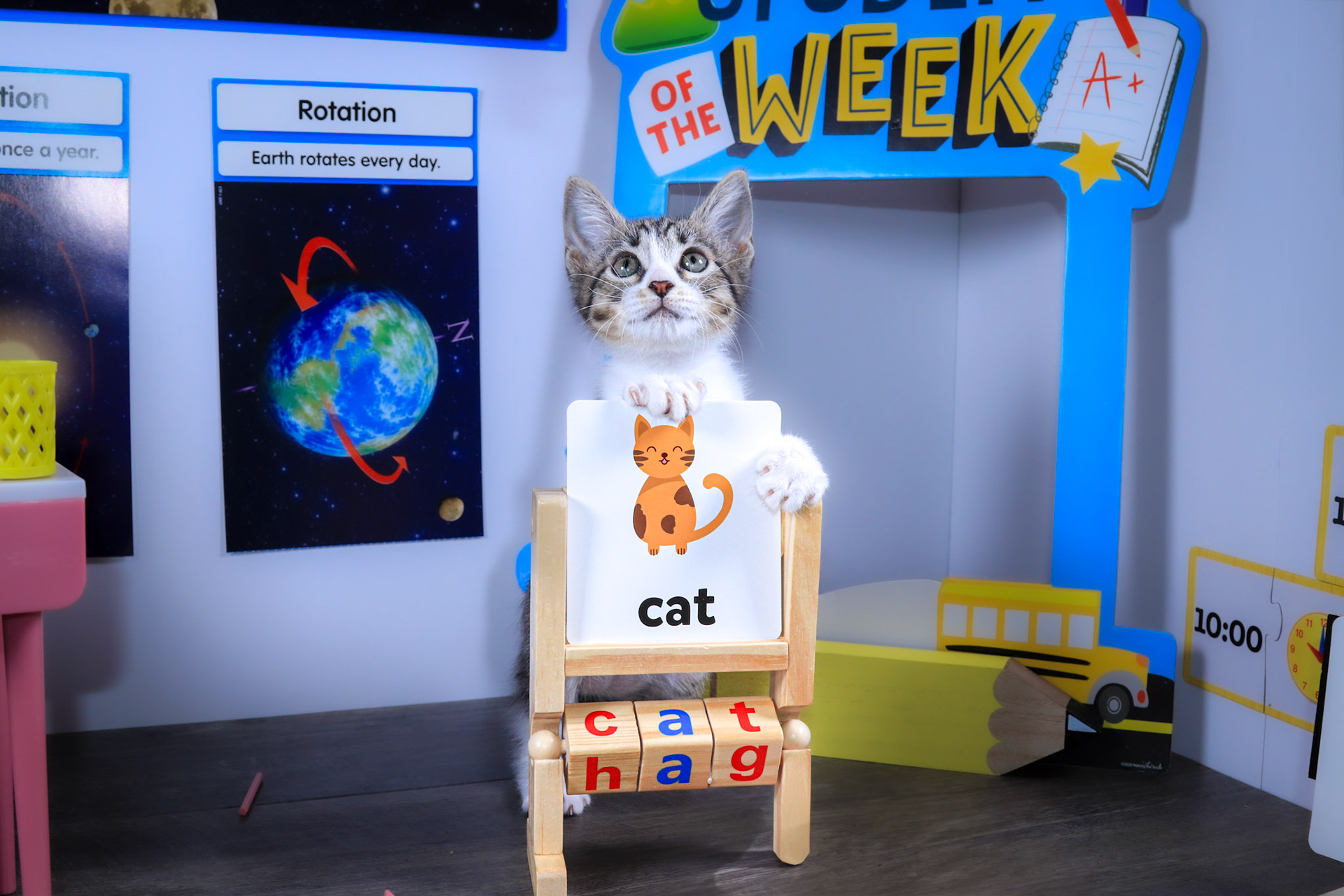 Washi (F-DSH-Tabby/White/Manx)