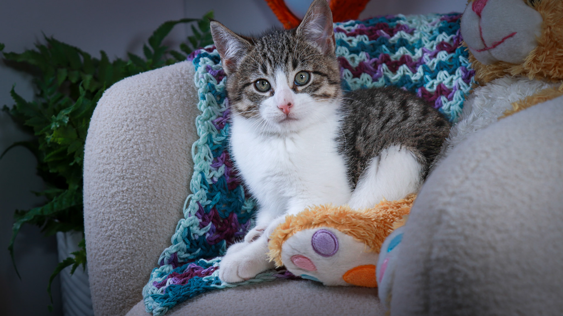 Gus (M-DSH-Tabby/White)