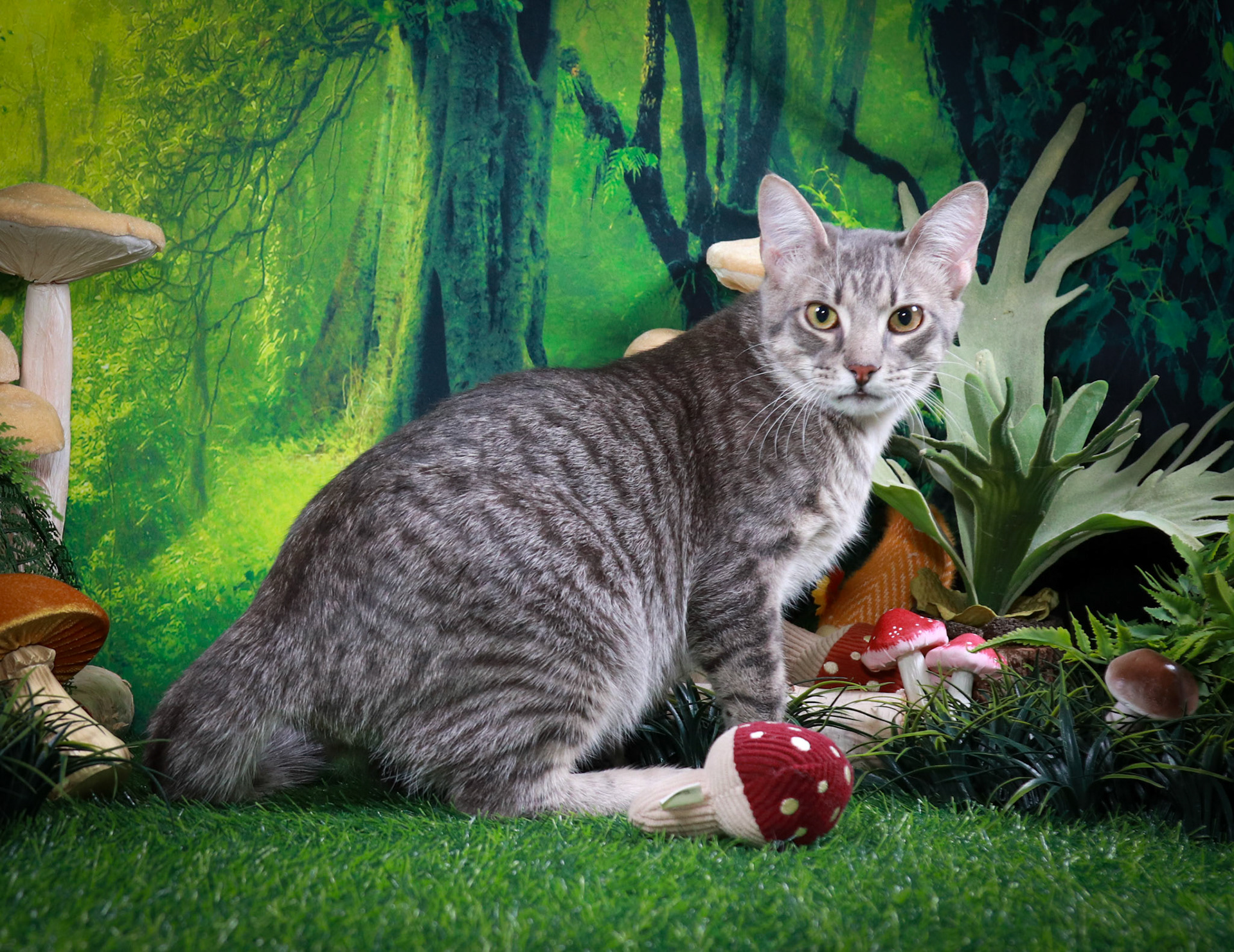 Samson (M-DSH-Grey/Tabby)