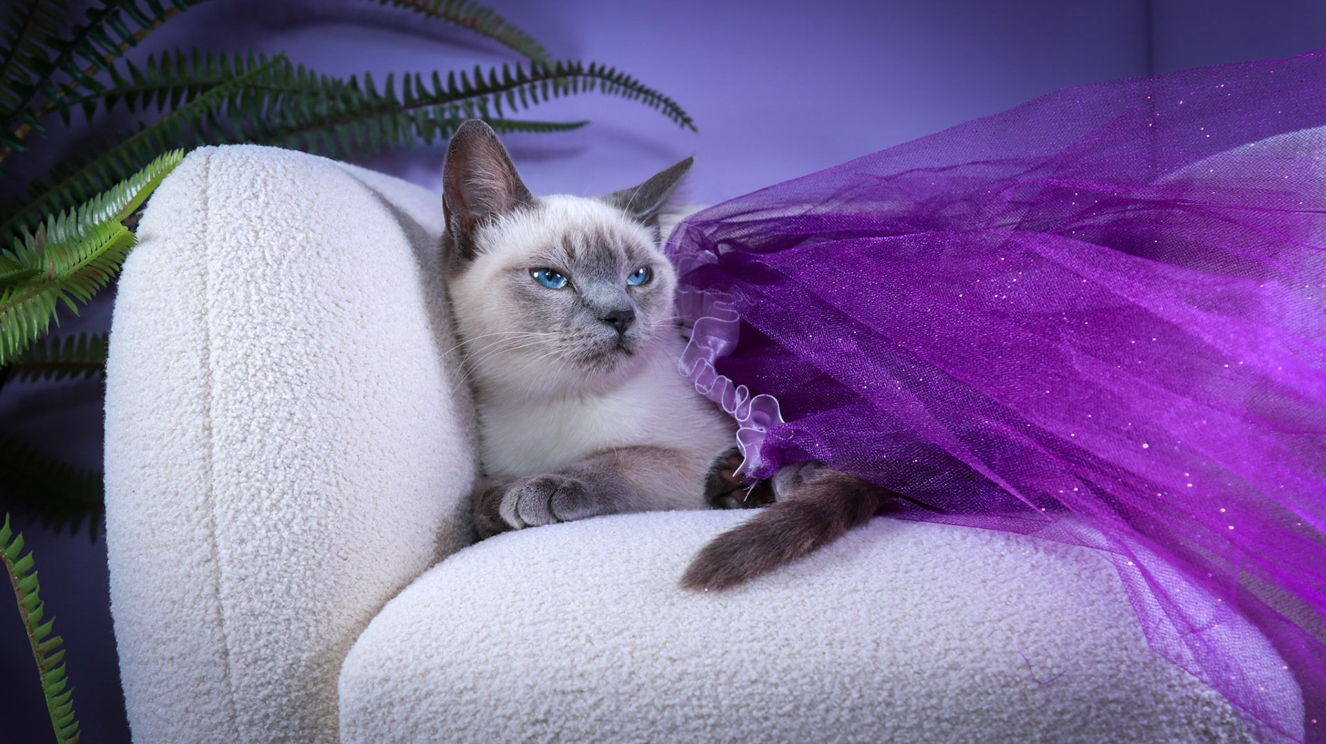 Grit (F-DSH-Siamese)