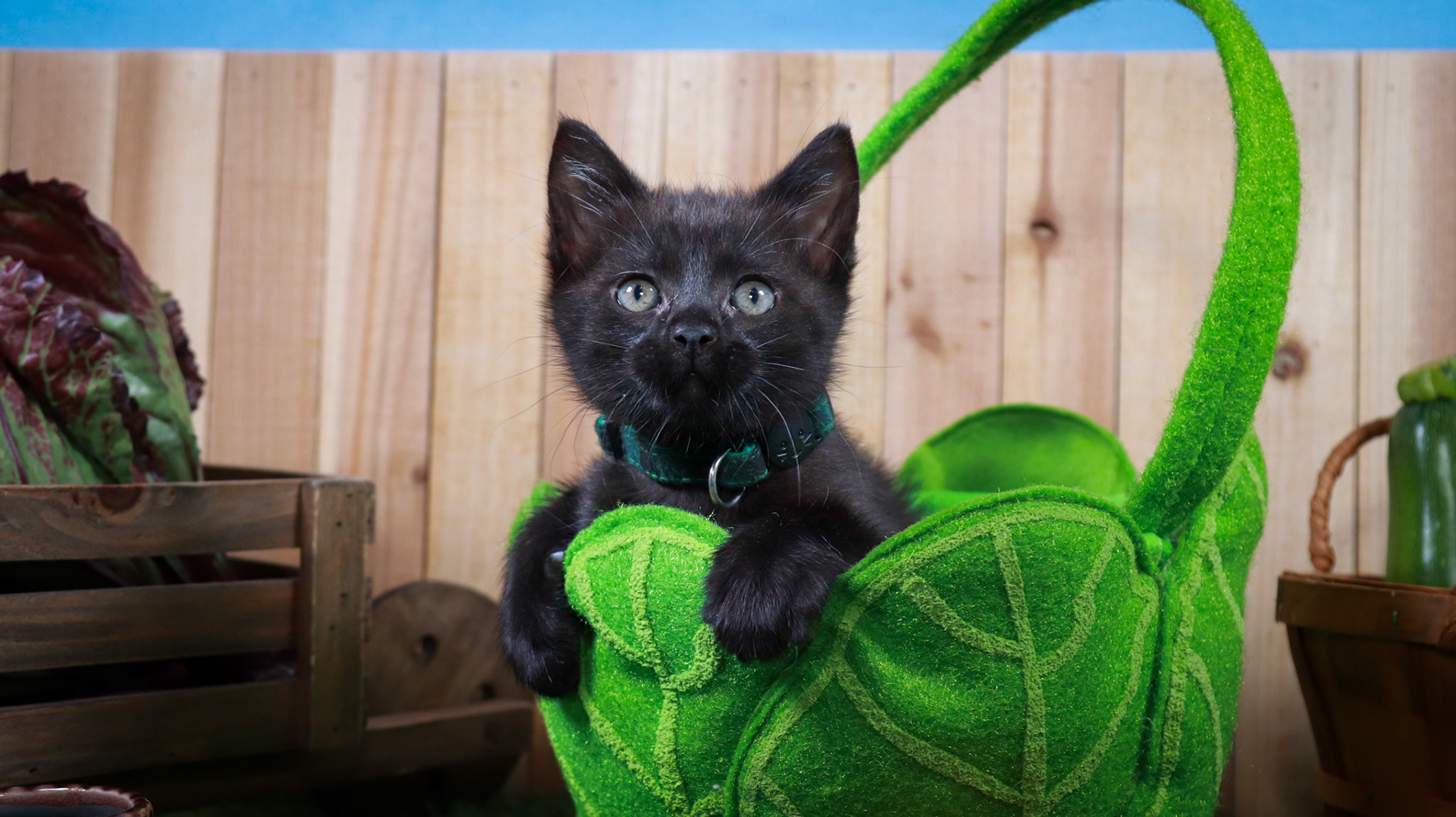 Clover (F-DSH-Black)