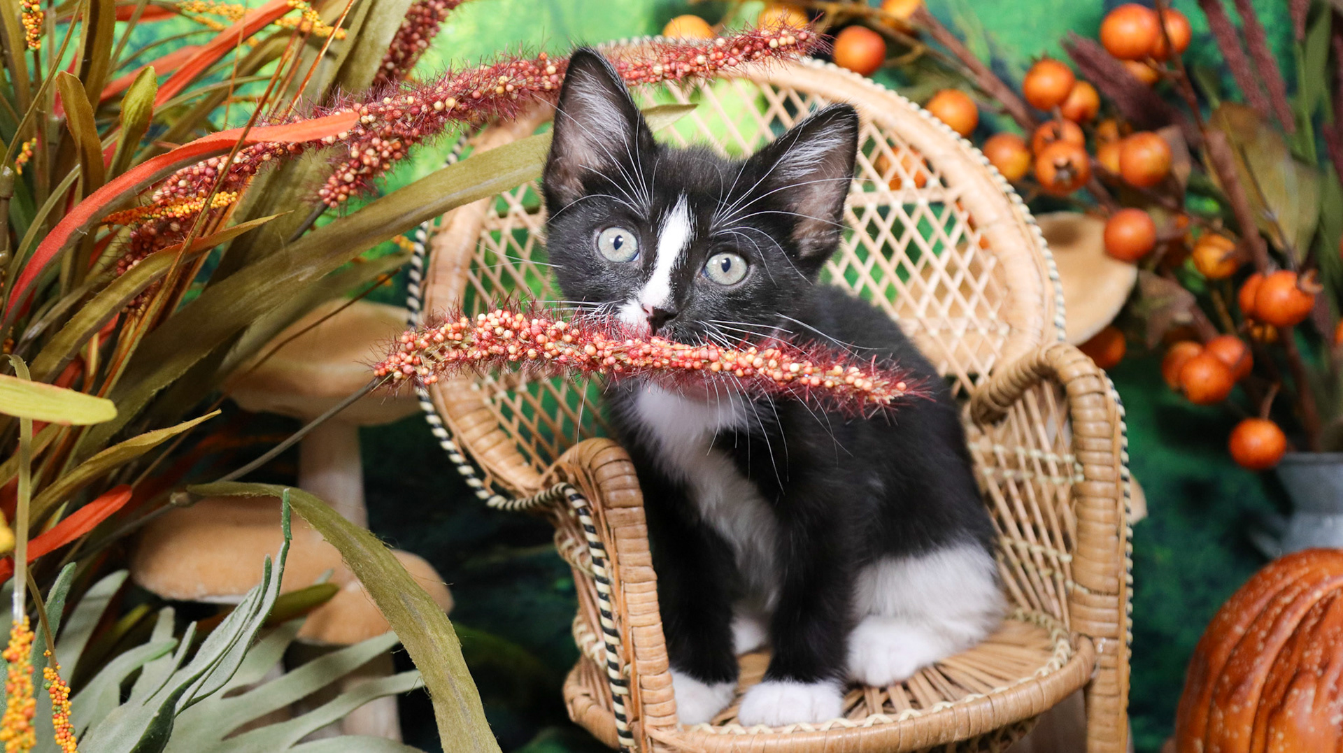 Magnolia (F-DSH-Black/White/Tuxie)