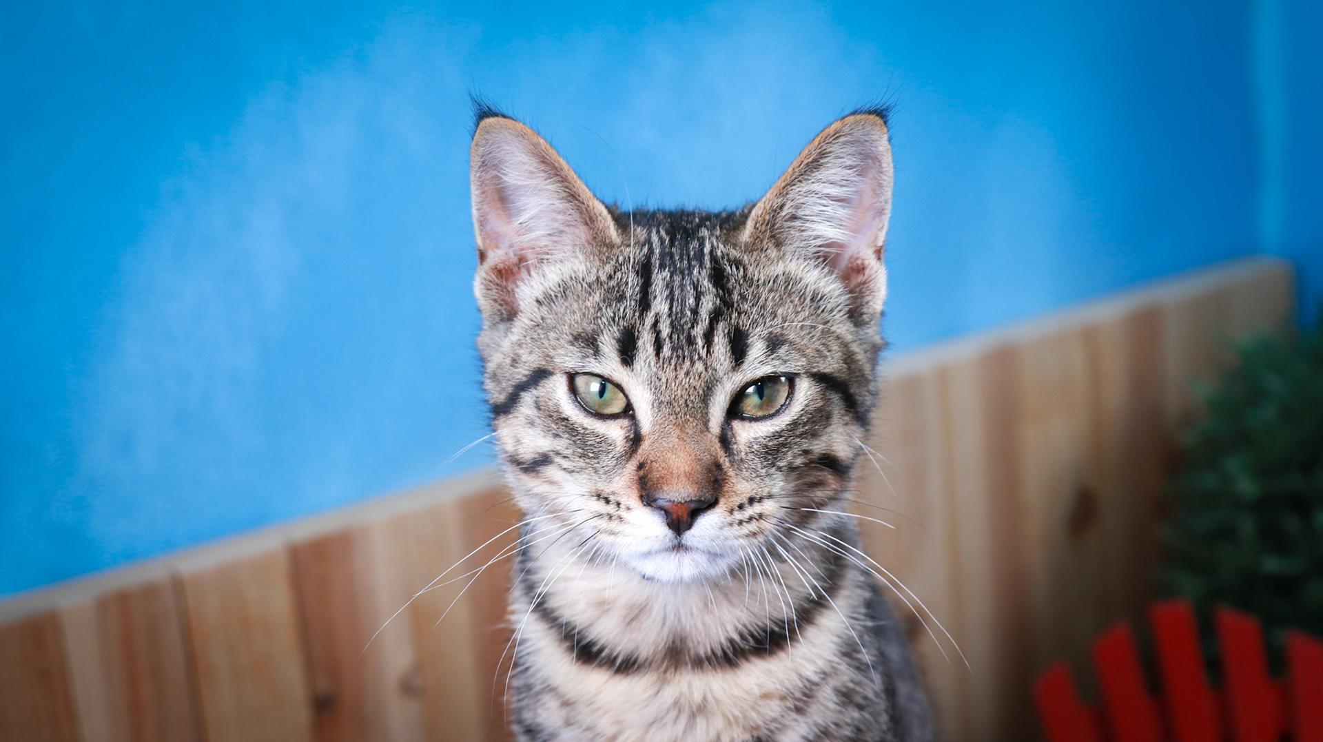 Taz (M-DSH-Tabby)