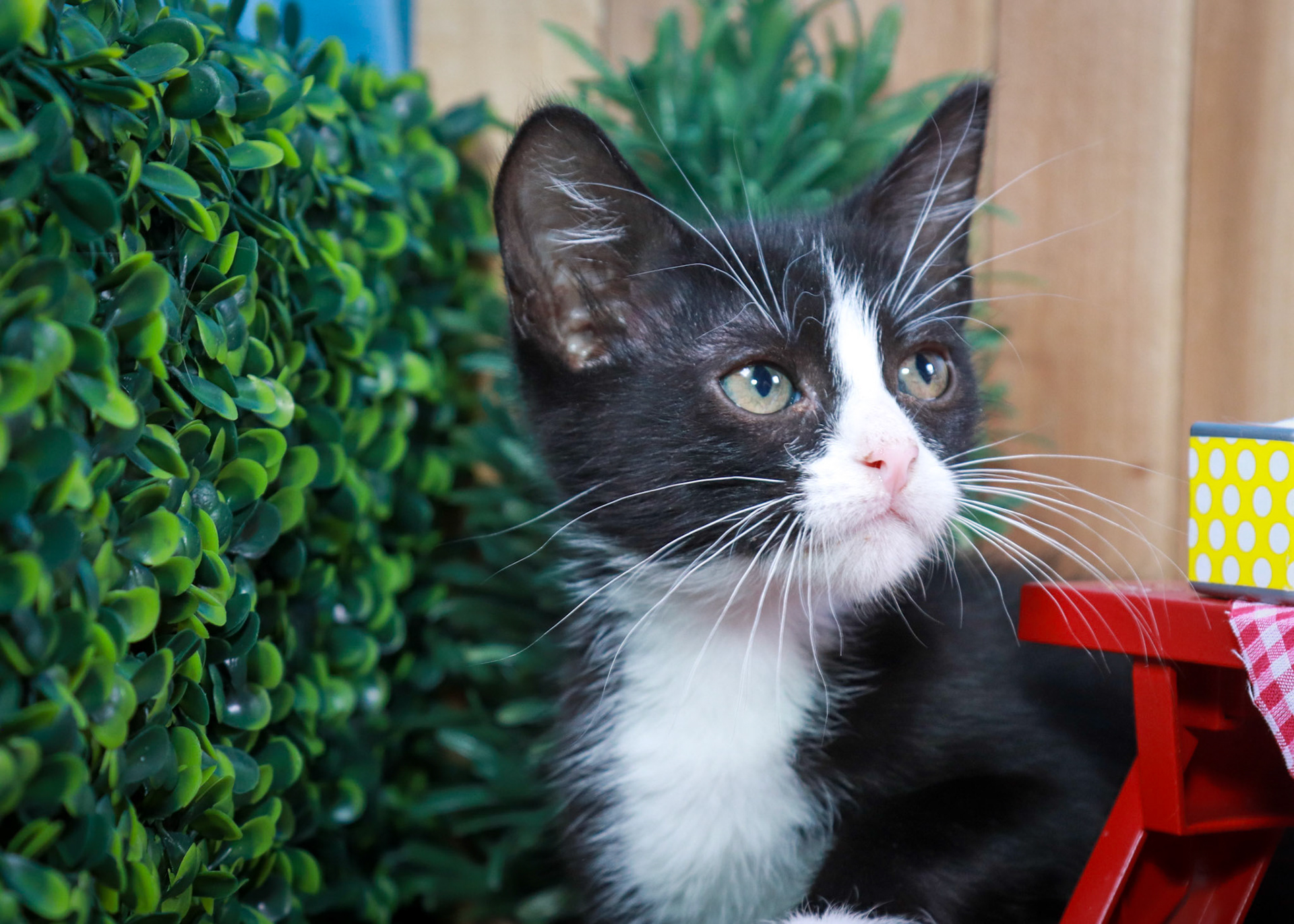 Felix (M-DMH-Black/White/Tuxie)