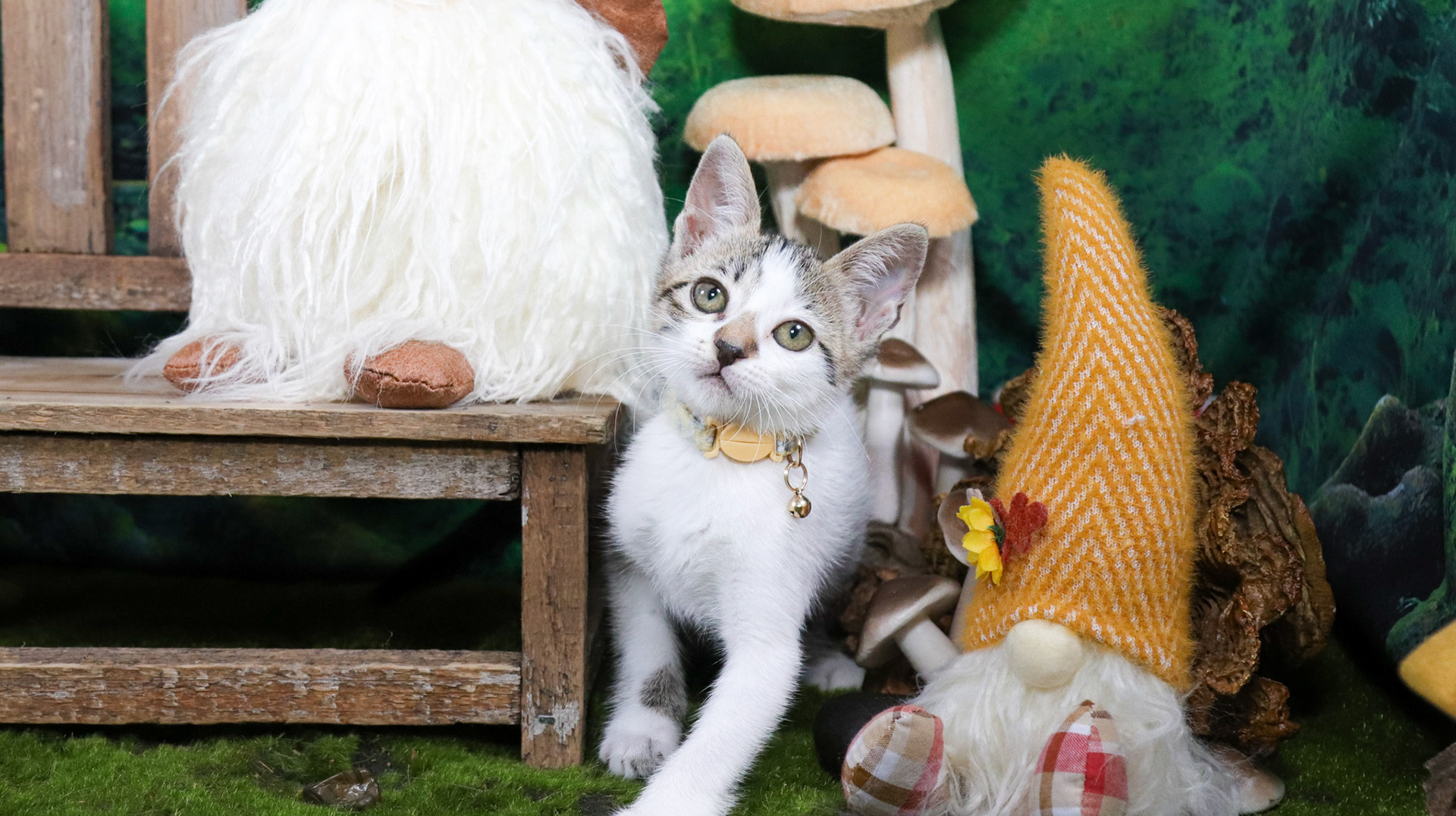 Clover (F-DSH-Tabby/White)
