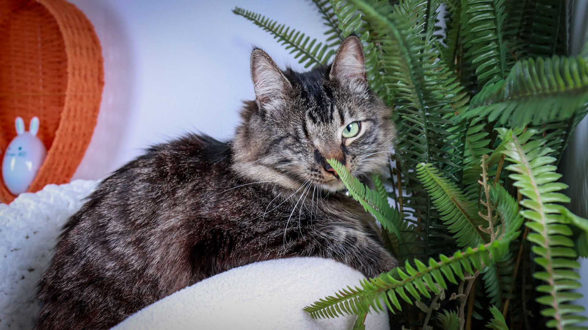 Bucky (M-DMH-Tabby)