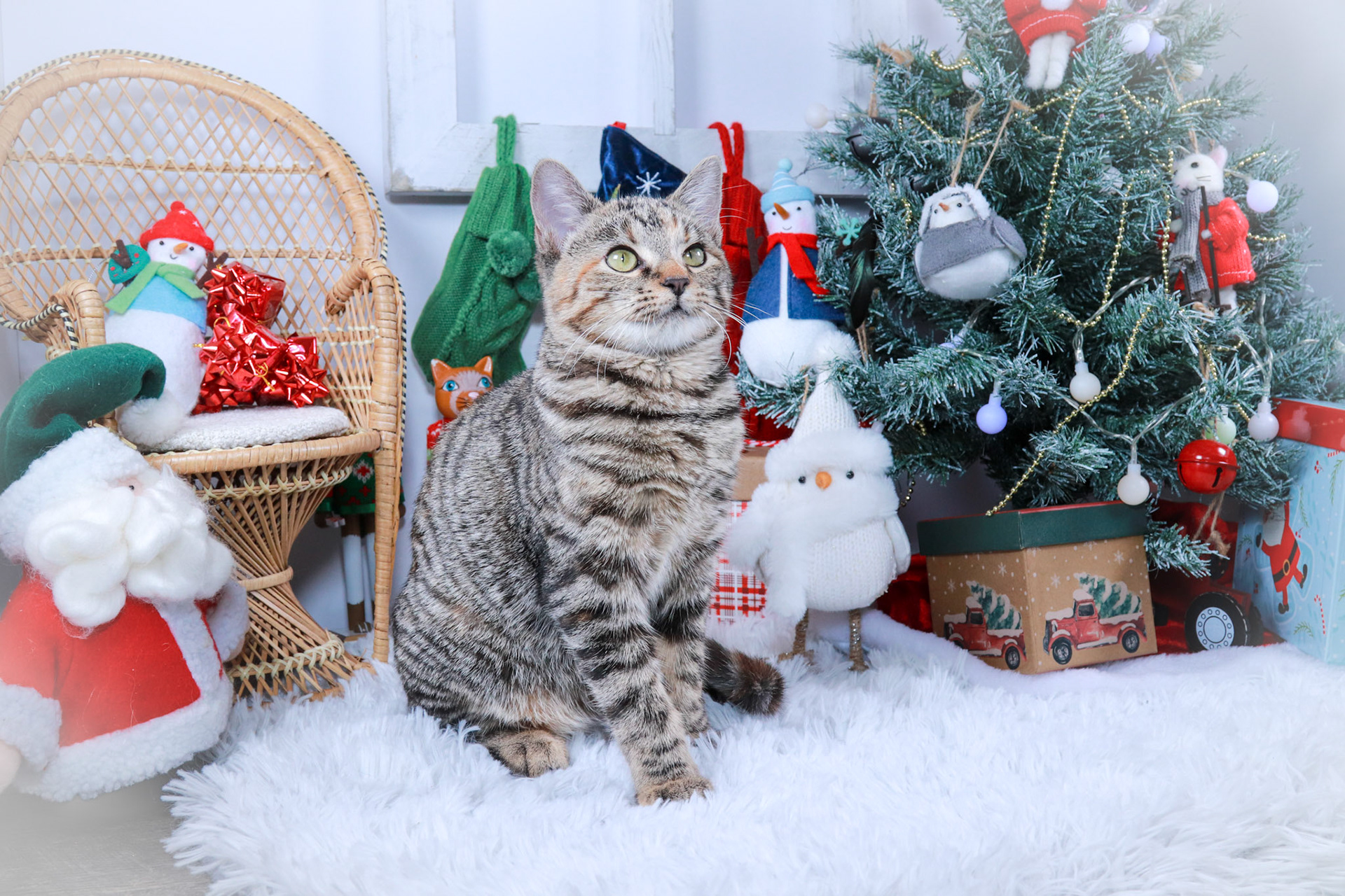 Jillybelle (F-DSH-Tabby)