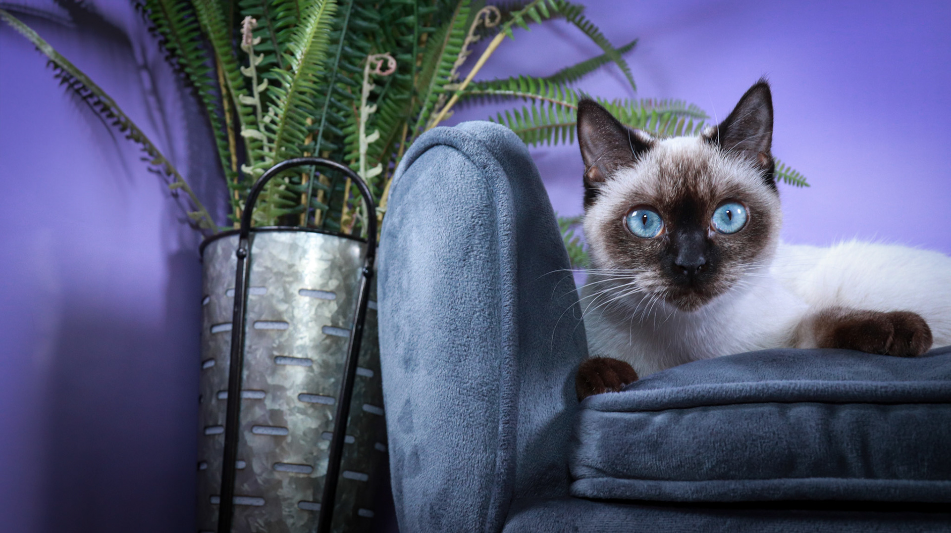 Meci (F-DSH-Seal Point Siamese)