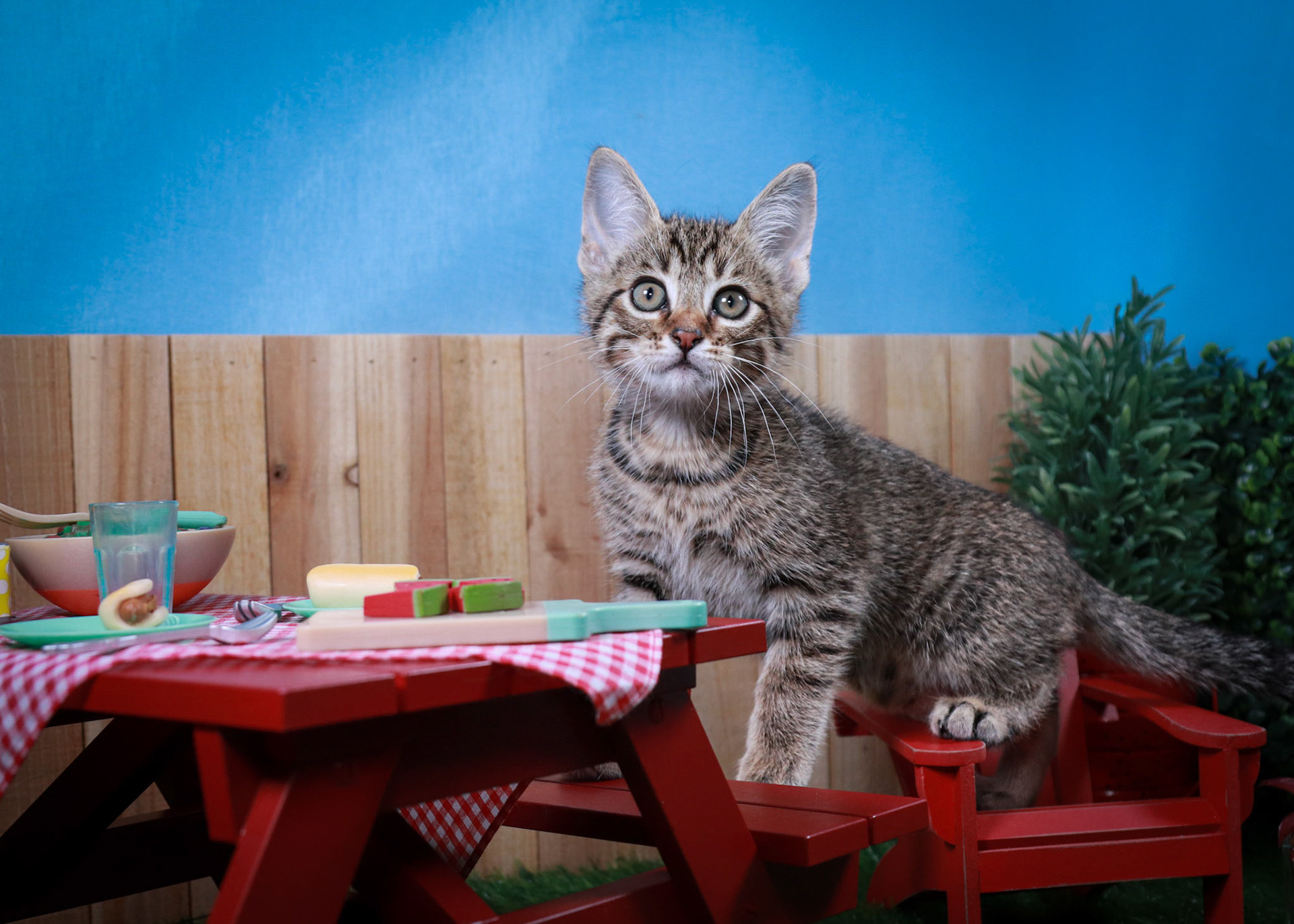 Bosky (M-DSH-Brown/Tabby)