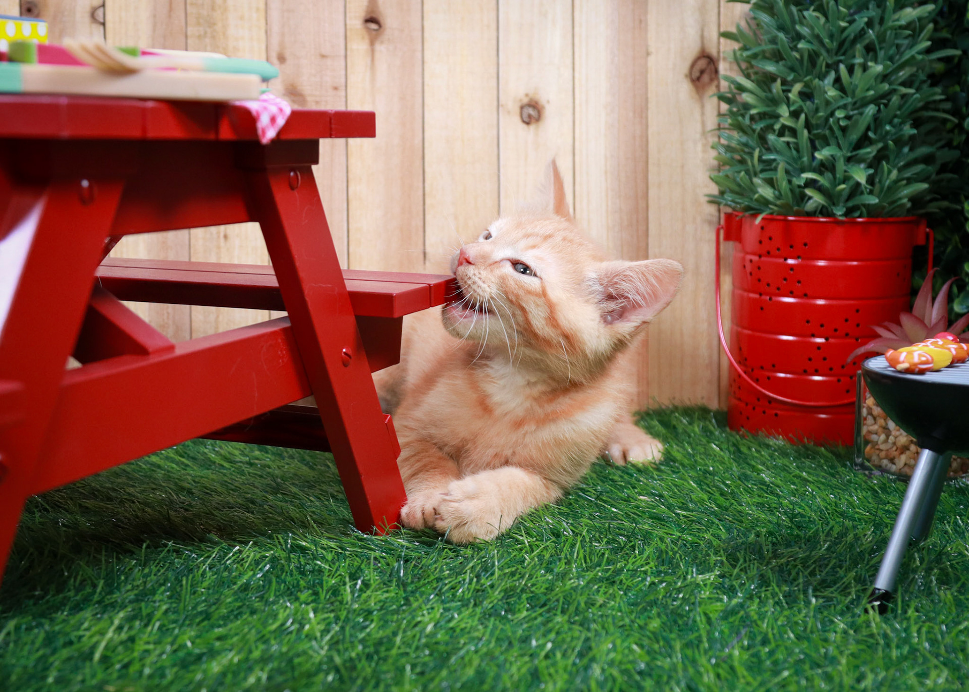 Gus Gus (M-DSH-Ginger)