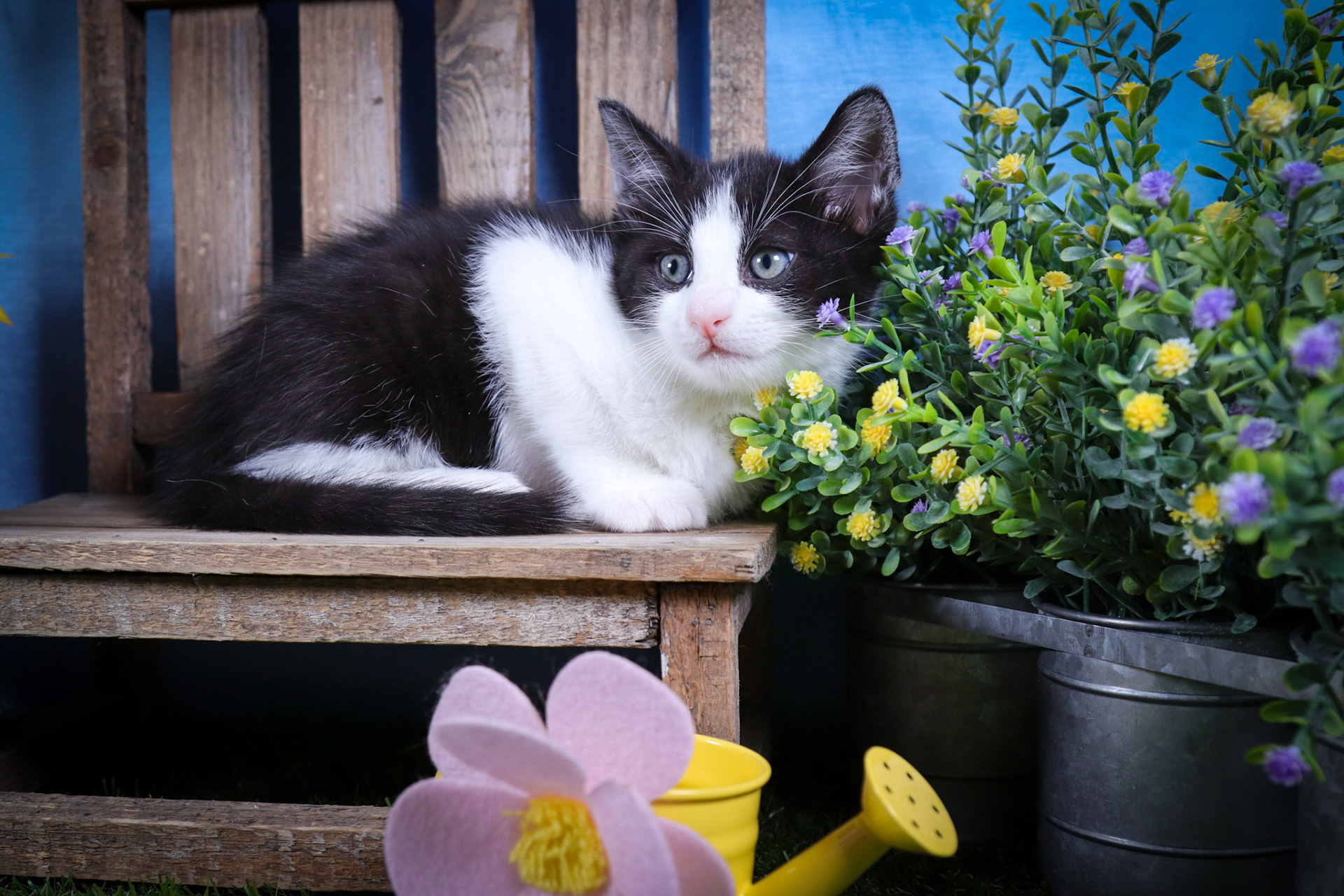Dax (M-DSH-Tuxie)
