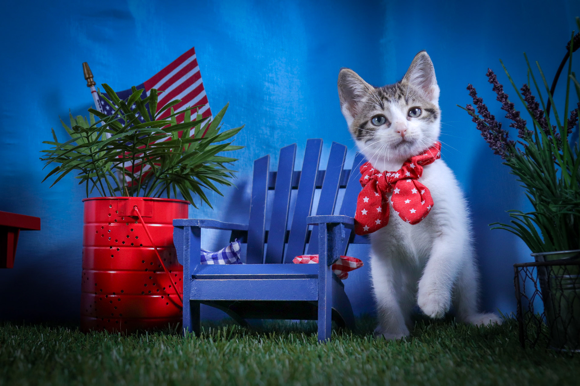 Dot (F-DSH-Tabby/White)
