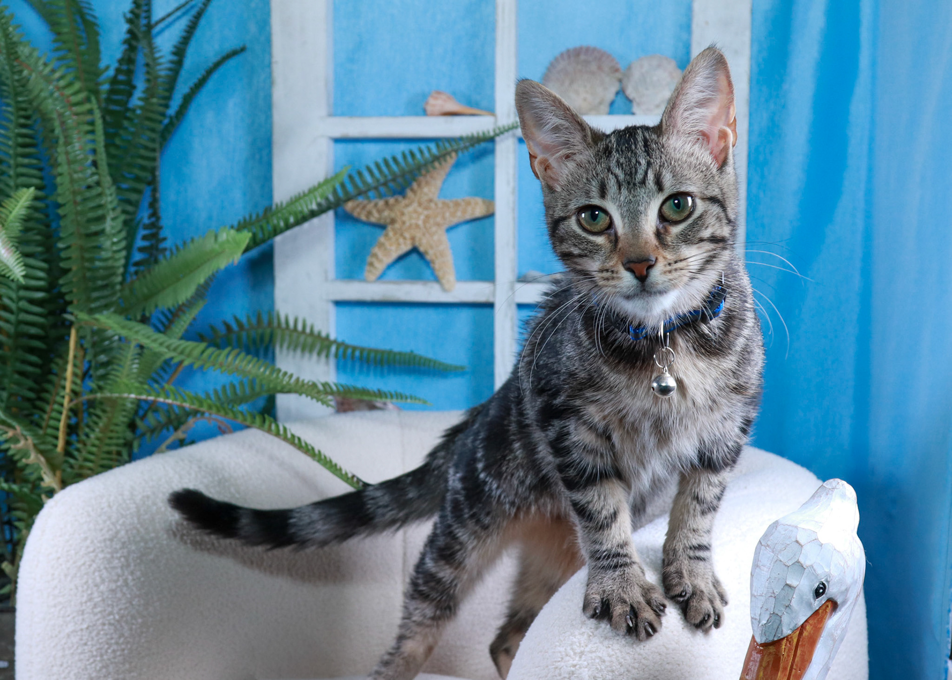 Nooki (F-DSH-Tabby)