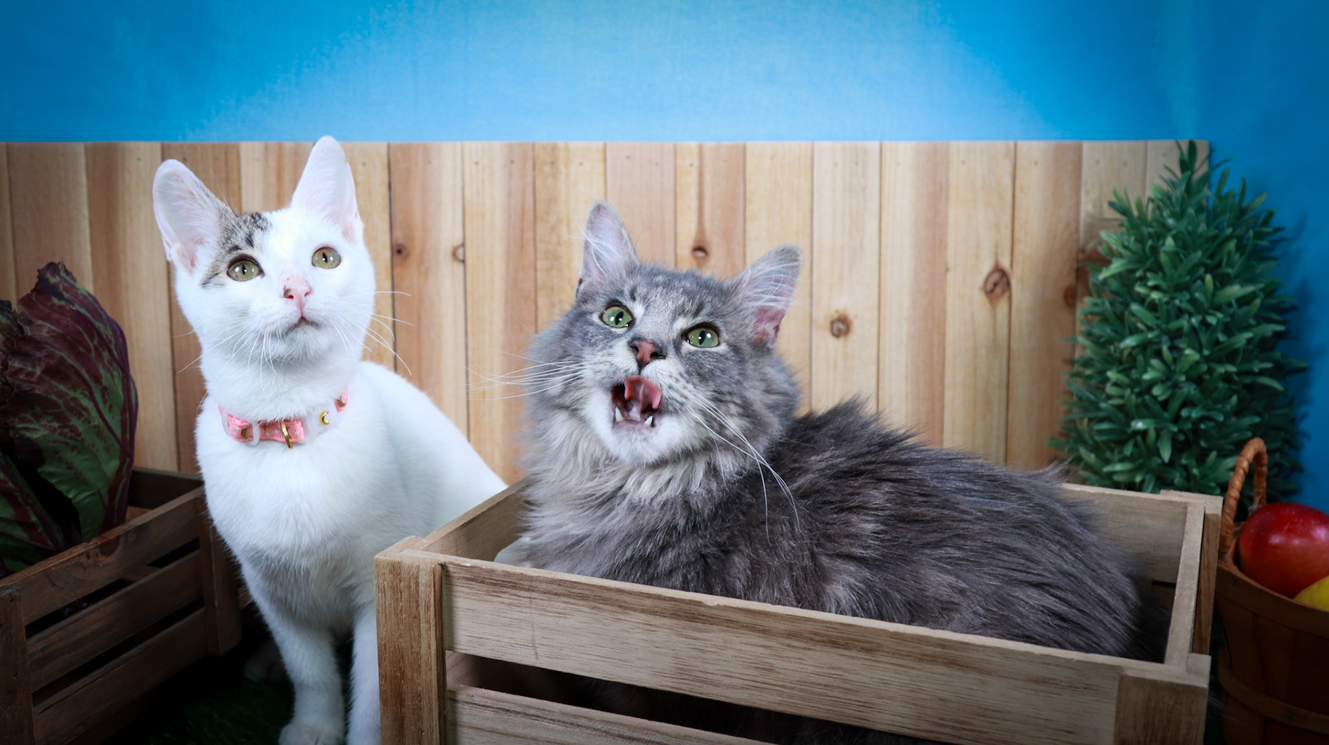 Rini (F-DSH-Tabby/White), Elven (M-DLH-Gray/Tabby)