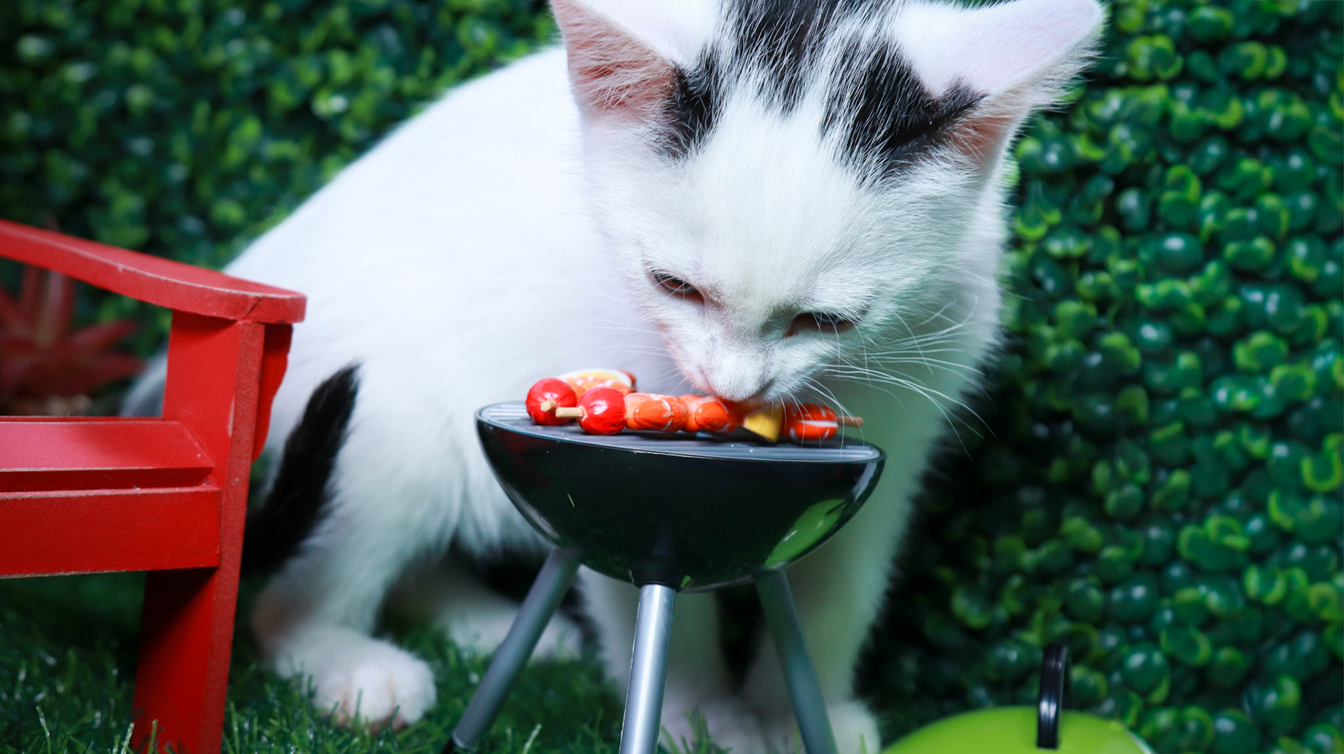 Basil (M-DSH-Black/White)