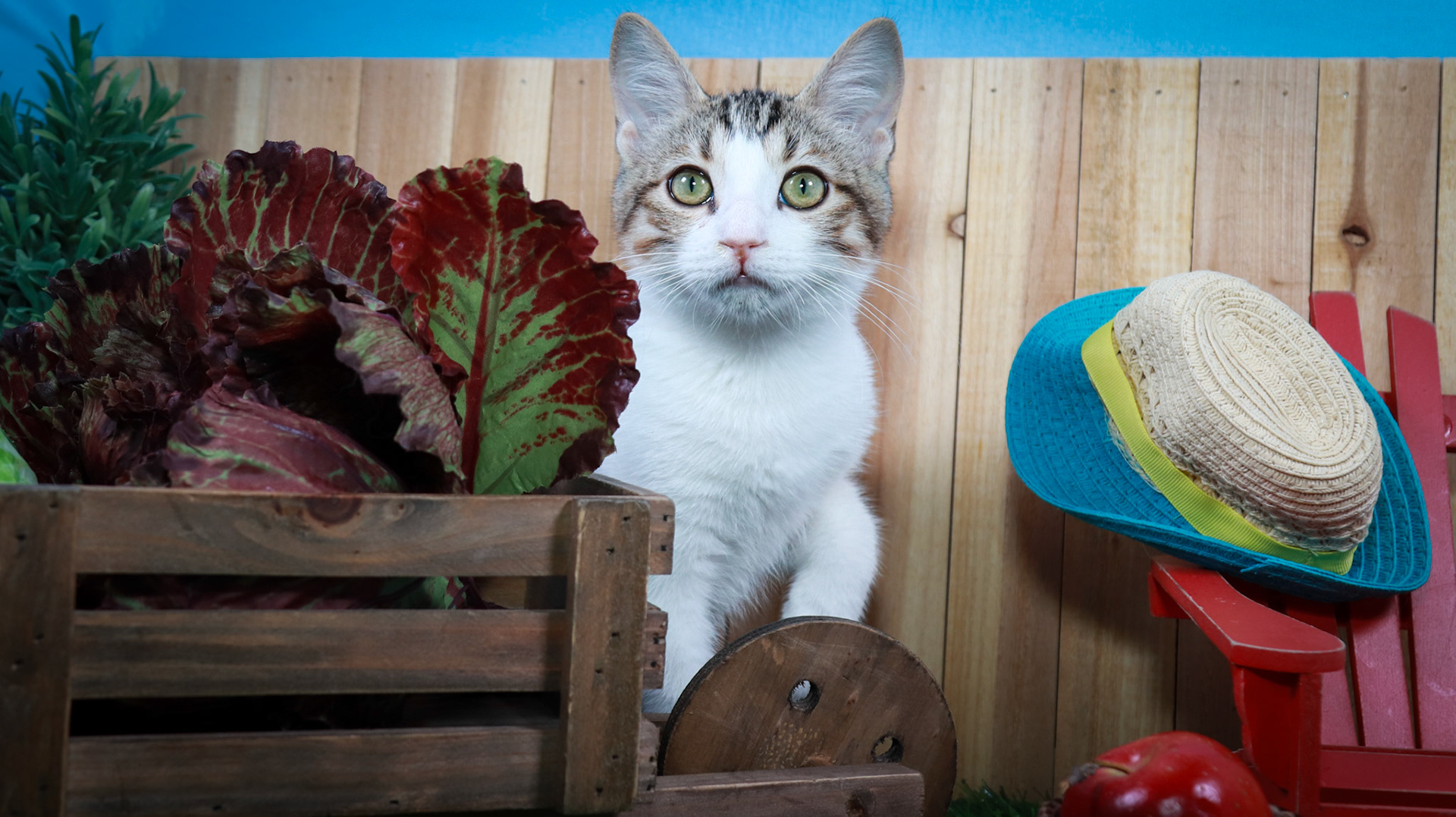 Dandy (M-DSH-Tabby/White)