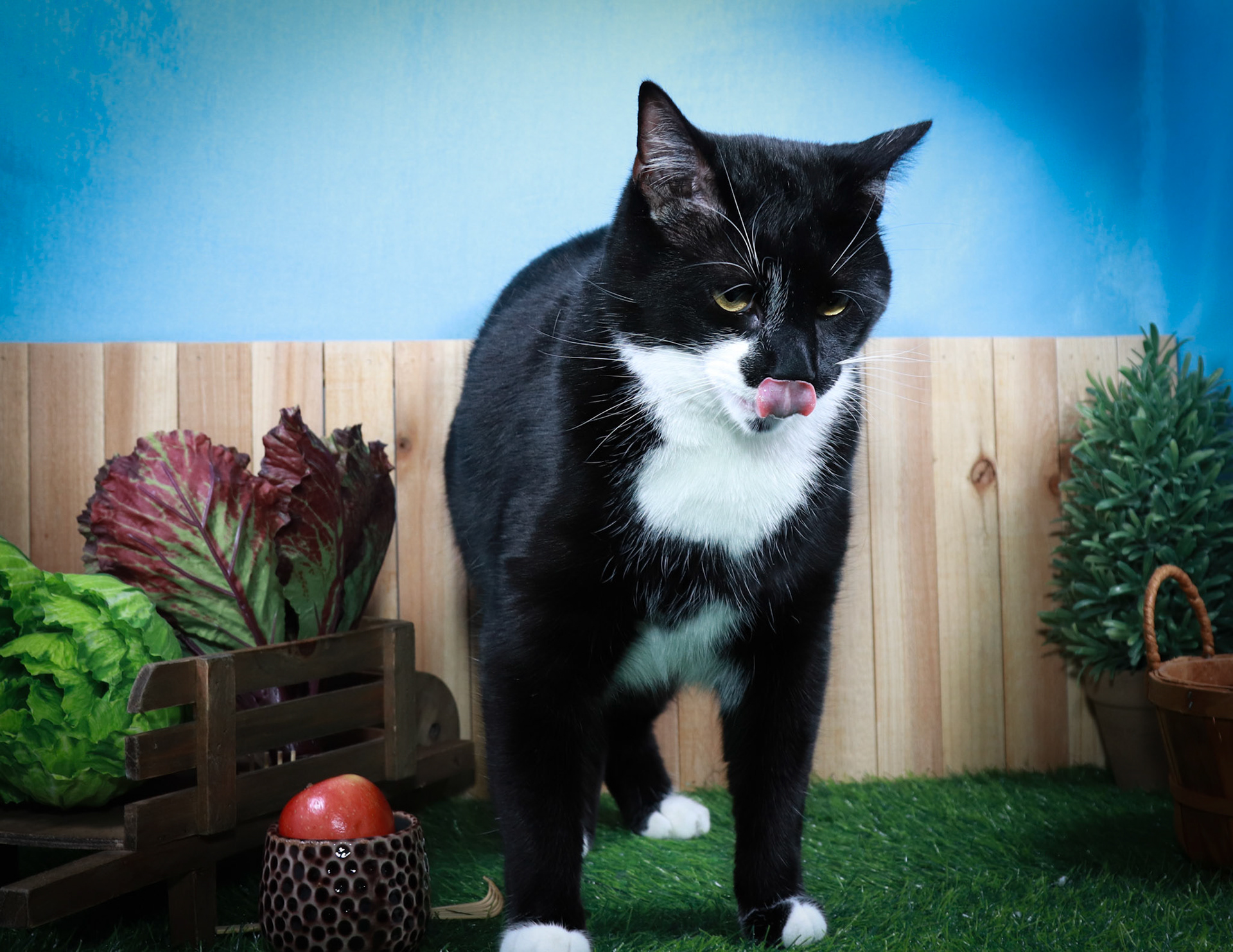 Gil (M-DSH-Black/White/Tuxie)