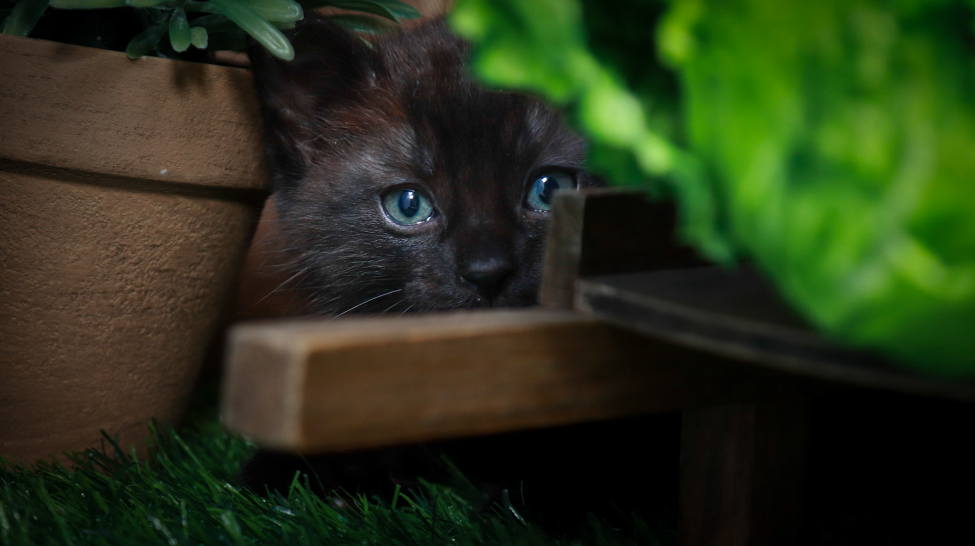 Tippy (M-DLH-Black)