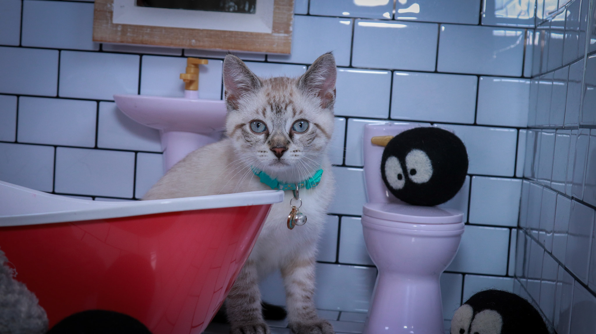 Howl (M-DSH-Links Point Siamese)