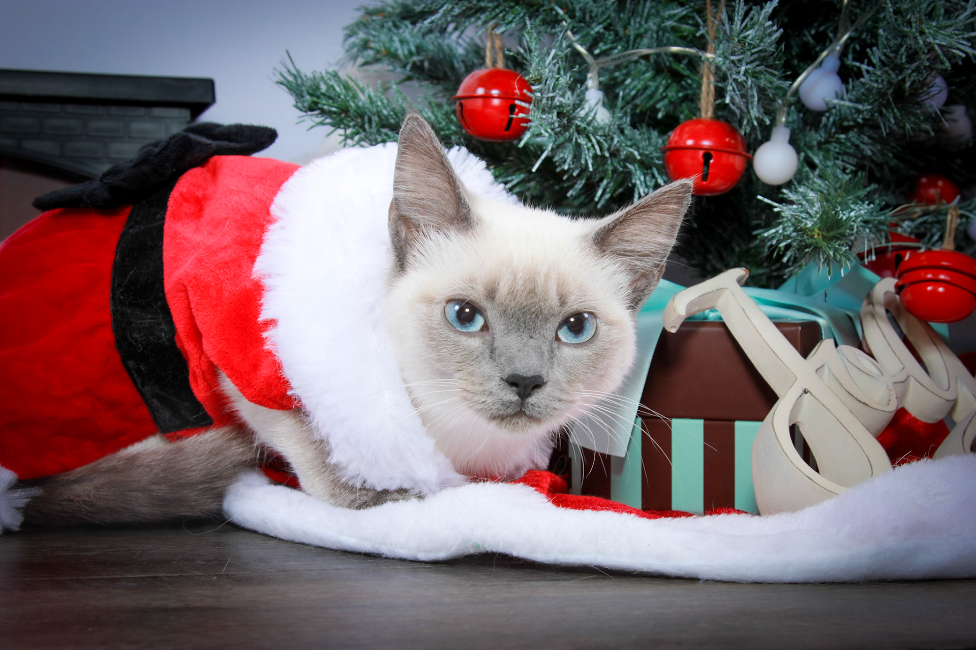 Grit (F-DSH-Seal Point Siamese)