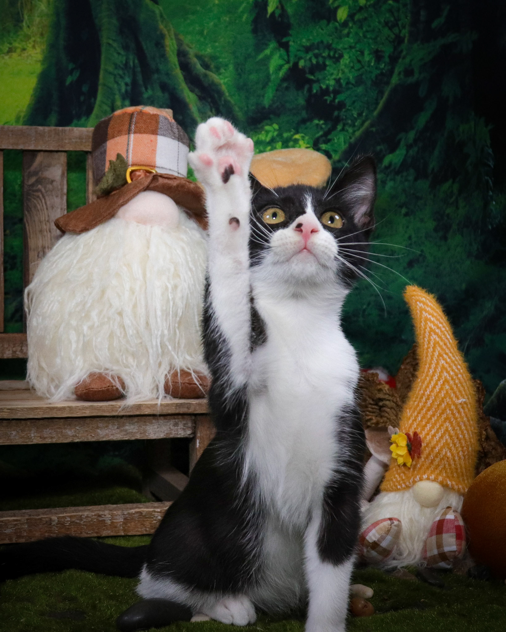 Gus (M-DSH-Black/White/Tuxie)