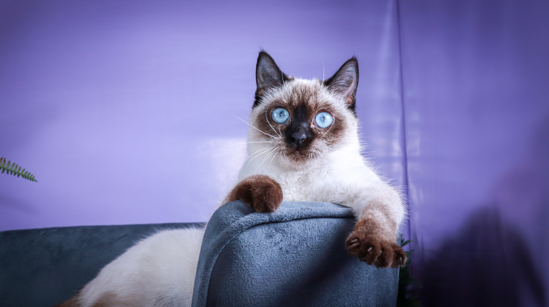 Meci (F-DSH-Seal Point Siamese)